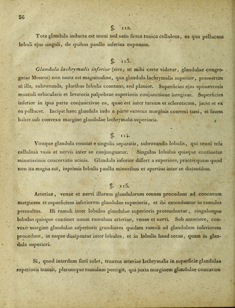 §• Tota glandula inducta est tenui sed satis firma tunica cellulosa, ex qua pellucent lobuli ejus singuli, de quibus paullo inferius exponam. §• Glandula lachrymalis inferior (sive, ut mihi certe videtur, glandulae congre- gatae Monroi) non tanta est magnitudine, qua glandula lachrymalis superior, praesertim utilia, subrotunda, pluribus lobulis constans, sed planior. Superficies ejus aponevrosis musculi orbicularis et levatoris palpebrae superioris conjunctione integitur. Superficies inferior in ipsa parte conjunctivae ea, quae est inter tarsum et scleroticam, jacet et ex ea pellucet. Incipit haec glandula inde a parte externa marginis convexi tarsi, et finem habet sub convexo margine glandulae lachrymalis superioris. % §. 114- Viraque glandula coustat e singulis separatis, subrotundis lobulis, qui tenui tela cellulosa vasis et nervis inter se conjunguntur. Singulus lobulus quisque continetur minutissimis coacervatis acinis. Glandula inferior differt a superiore, praeterquam quod non ita magna est, inprimis lobulis paullo minoribus et apertius inter se distantibus. §. ii 5. Arteriae, venae et nervi illarum glandularum omnes procedunt ad concavum marginem et superficiem inferiorem glandulae superioris, et ibi extenduntur in ramulos permultos. Hi ramuli inter lobulos glandulae superioris protenduntur , singulusque lobulus quisque continet unum ramulum arteriae, venae et nervi. Sub anteriore, con- vexo margine glandulae superioris grandiores quidam ramuli ad glandulam inferiorem procedunt, in eaque dissipantur inter lobulos, et in lobulis haud secus, quam in glan- dula superiori. Si, quod interdum fieri solet, truncus arteriae lachrymalis in superficie glandulae superioris transit, plerumque ramulum porrigit, qui juxta marginem glandulae concavam