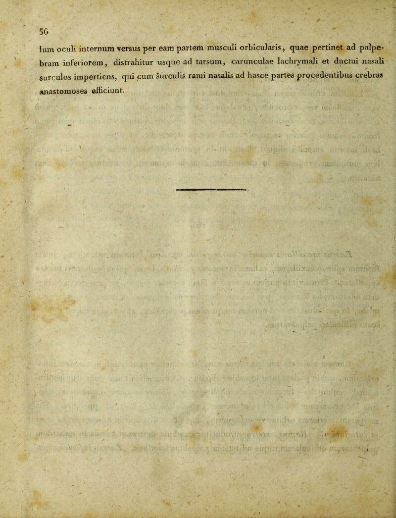 Ium oculi internum versus per eam partem musculi orbicularis, quae pertinet ad palpe- bram inferiorem, distrahitur usque ad tarsum, carunculae lachrymali et ductui nasali surculos impertiens, qui cum surculis rami nasalis ad hasce partes procedentibus crebras anastomoses efficiunt.