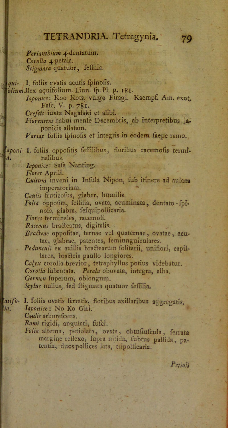 V - TETRANDRIA. Tefragynia.' 79 t Pefiauthium 4-dentatum. Corolla 4-petala, Stig7iiata qaatuor, feflilia. I^w;- I. foliis cvatis acutis fpinbfis. |<>//«w.Ilex aquifolium. Linn. fp.Pl. p. igl. iaponke: Koo liots, vulgo Firagi. Kaempf. Am. exot, Fafc. V. p. 781. Crefelt iuxta Negafaki et alibi. Florentem habui menfe Decembris, ab interpretibus Ja- ponicis allatam. Variat foliis ipinofis et integris in eodem faepe ramo., \aponi- I. foliis oppofitis feflilibus, floribus raceniofis termj- \a, nalibus. Japonice \ Safa Nanting. F/orer Aprili. Cultum inveni In Infula Nipon, fub itinere ad aulam imperatoriam.  Caulis fruticofus, glaber, humilis. Folia oppolita, fellilla, ovata, acuminata, dentato-fpf- nolb, glabra, fefquipollicaria. Flores terminales, racemofi. Racemus bracteatus, digitalis. Bracieae oppofitae, ternae vel quaternae, ovatae, acu- tae, glabrae, patentes, femiungulculares. V Pedunculi ex axillis bradearum folitarii, uniflori, capil- lares, bracteis paullo longiores. Calj:x corolla brevior, tetraphyllus potius videbatur. Corolla fubrotata. Petala obovatn, integra, alba. Germen luperum, oblongum. Stylus nullus, fed ftigmata quatuor feflilia. atifo- I. foliis ovatis ferratis, floribus axillaribus aggregatis, ia. Japonice: No Ko Ciri. Caulis arborefeens. Rami rigidi, angulati, fufei. Fo//fl alterna, petiolata, ovata, obtuliufcula, ferrata margine reflexo, fupra nitida, lubtus pallida, pa- tentia, duos pollices lata, tripollicaria. Fetioli
