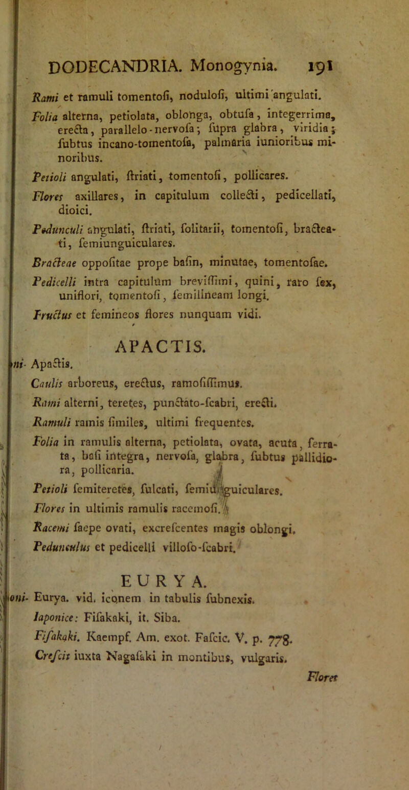 DODECANDRIA. Monogynia. ipl Rami et ramuli tomentofi, nodulofi, ultimi angulati. Folia alterna, petiolata, oblonga, obtufa, integerrima, ere£la, parallelo - nervofa •, fupra glabra, viridia j iubtus incano-tomentofa, palmfiria iunioribus mi- noribus. Retioli angulati, ftriati, tomentofi, pollicares. Flores axillares, in capitulum colledi, pedicellati, dioici. Pedunculi angulati, ftriati, folitarii, tomentofi, bractea- ti, femiunguiculares. Bracteae oppofitae prope bafin, minutae^ tomentofae. Pedicelli intra capitulum breviflimi, quini, rato fex, uniflm-i, tomentofi, femilineam longi. Prucius et femineos flores nunquam vidi. Apa£tis. Caulis arboreus, erectus, ramofilfimu». Rami alterni, teretes, punclato-fcabri, erefti. Ramuli ramis fimiles, ultimi frequentes, Folia in ramulis alterna, petiolata, ovata, acuta, ferra- ta, bofi integra, nervofa, glabra, fubtus pallidb- ra, pollicaria. Petioli femiteretes, fulcati, femi iculares. Racemi faepe ovati, excrefcentes magis oblongi. Japonice: Fifakaki, it. Siba. Fifakaki. Kaempf Am. exot. Fafcic. V. p. 773. Crefcit iuxta Nagafaki in montibus, vulgaris. APACTIS. Flores in ultimis ramulis racernofi.!^ Peduneulus et pedicelli villofo-fcabri.'^ E U R Y A. Floret