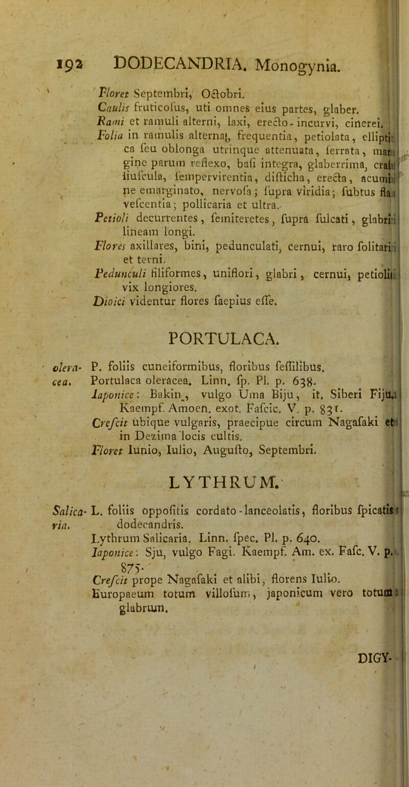 < olera- cea. Salica- ria. Floret Septembri, Oclobri. Caulis fruticolus, uti omnes eius partes, glaber, Bami et ramuli alterni, laxi, erecto-incurvi, cinerei. Folia in ramulis alternaj, frequentia, petiolata, ellipti- ca feu oblonga utrinque attenuata, ferrata, niaei „ gine parum reflexo, bafi integra, glaberrima, crabl| iiufcula, 1'empervirentia, diflicha, erecta, acutnhi! pe emarginato, nervofa ; fupra viridia; fubtus flai; vefcentia; pollicaria et ultra.- Fetioli decurrentes, femiteretes, fupra fulcati, glabririj lineam longi. ; F/om axillares, bini, pedunculati, cernui, raro folitarLi! et terni. Fedunculi filiformes, uniflori, glabri, cernui, petiolilij vix longiores, Dioici videntur flores faepius efle. PORTULACA. P. foliis cuneiformibus, floribus feflilibus. Portulaca oleracea. Linn. fp, Pl. p. 658* laponke: Bakln_, vulgo Urna Biju, it. Siberi Fiju.i Kaempf Amoen. exot. Fafcic. V, p. gqr. Crefcit ubique vulgaris, praecipue circum Nagafaki eti in De7.ima‘locis cultis. Floret lunio, Iulio, Augufto, Septembri. r LYTHRUM. * L. follis oppofitis cordato-lanceolatis, floribus fplcatisi dodecandris. 1 Lythrum Salicaria, Linn. fpec. Pl. p. 640. ' laponke '. Sju, vulgo Fagi. Kaempf. Am. ex. Fafc. V. p. -j 875- ' ' Crefcit prope Nagafaki et alibi, florens lulio. Europaeum totum villofum, japonicum vero totum 9 i glabrum. DIGY- '