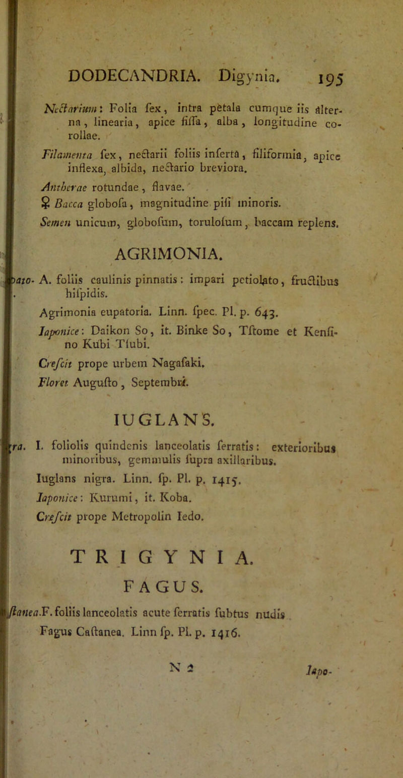 DODECANDRIA. Digynia. Ntcfnrlum: Folia fex, intra pfetala cumque iis alter- na , linearia, apice lilfa, alba , longitudine co- rollae.  Filamevta fex, nefctarii foliis inferta, filiformia, apice inflexa, albida, necfario breviora. Antbcrae rotundae , flavae.' ^ Bacca globofa, magnitudine pili minoris. Semen unicum, globofum, torulolum, baccam replens. AGRIMONIA. • A. follis caulinis pinnatis: impari pctiol^to, fruclibus hifpidis. Agrimonia eupatoria. Linn. Ipec. Pl. p. 643. Japonice: Daikon So, it. Binke So, Tftome et Kenfi- no Kubi Tlubi. Crefcit prope urbem Nagafaki, Floret Augufto, Septembri. lUGLANS. I, foliolis quindenis lanceolatis ferratis: exterlorlbui minoribus, gemmulis fupra axillaribus. luglans nigra. Linn. fp. Pl. p. 1415. Japonice: KurumI, it. Koba. Crefcit prope Metropolin ledo. T R I G Y N I A. FAGUS. 'fl.F. foliis lanceolatis acute ferratis fubtus nudis . Fagus Caftanea. Linn fp. Pl. p. 1416.