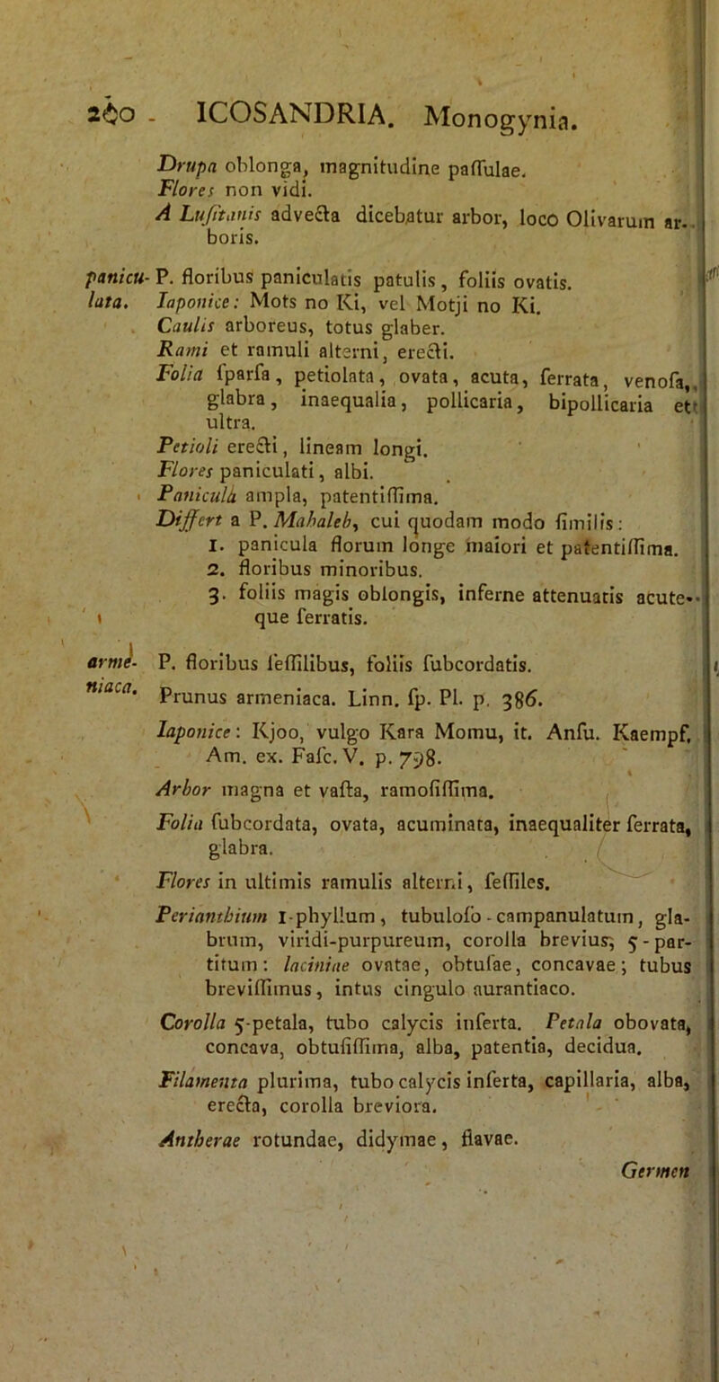 2^0 - ICOSANDRIA. Monogynia. | Drupa oblonga, magnitudine paflulae< Flores non vidi. A Lufttiinis advecta diceb;atur arbor, loco Olivarum ar.. boris. panicu- P. floribus paniculatis patulis , foliis ovatis. lata. laponice: Mots no Ki, vel Motji no Ki. Caulis arboreus, totus glaber. Rami et ramuli alterni, erecti. Folia fparfa, petiolata, ovata, acuta, ferrata, venofa,,i glabra, inaequalia, pollicaria, bipollicaria etti ultra. Petioli ere£ti, lineam longi. F/om paniculati, albi. I Paniculk ampla, patentiflima. Differt a ¥. Mahaleb, cui quodam modo limilis; 1. panicula florum longe maiori et patentiflima. 2. floribus minoribus. 3. foliis magis oblongis, inferne attenuatis acute*-) \ que ferratis. arme- P. floribus feflilibus, foliis fubcordatis. , niaca. prunus armeniaca. Linn. fp. Pl. p. 386. laponice-. Kjoo, vulgo Kara Momu, it. Anfu. Kaempf, Am. ex. Fafc. V. p. 798. \ Arbor magna et vafta, ramofiflima. ^ Folia fubcordata, ovata, acuminata, inaequaliter ferrata, glabra. Flores in ultimis ramulis alterni, fefliles. Perianthium i-phyllum, tubulofb-campanulatuin, gla- brum, viridi-purpureum, corolla brevius; 5 - par- ■ titum ; laciniae ovatae, obtufae, concavae ; tubus breviflimus, intus cingulo aurantiaco. Corolla 5-petala, tubo calycis inferta. Petala obovata, 1 concava, obtufiflima, alba, patentia, decidua. Filamenta plurima, tubo calycis inferta, capillaria, alba, erecta, corolla breviora. ' Antherae rotundae, didymae, flavae. Germen