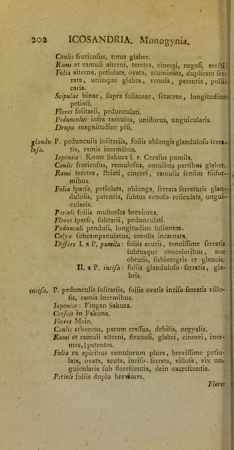 - O J ^ % C/uilis fruticofus, totus glaber. Rami et ramuli alterni, teretes, cinerei, rugofi, erecH.i. Folia alterna, petiolata, ovata, acuminata, duplicato ferW rata, utrinque glabra, venofa, patentia, polli-s. caria. Stipulae hlnas y fupra foliaceae, fetaceae, longitudine.' petioli. Flores folitarii, pedunculati. Pedunculus infra ramulos, uniflorus, unguicularis. Drupa magnitudine pili, ^landti-V. pedunculis folitariis, foliis oblongisglandulofo-lerrt->. hj'a. tis, ramis inermibus. Japonice: Kome Sakura i. e. Cerafus pumila. Caulis fruticofus, ramulofus, omnibus partibus glaber.. Rami teretes, ftriati, cinerei, ramulis fenfim filifor--: mibus. ^ Folia fparfa, petiolata, oblonga, ferrata ferraturis glan--: dulofis, patentia, fubtus vcnofo- reticulata, ungui--l cularia. Petioli foliis multoties breviores. F/orer fparfi, folitarii’, pedunculati. Pedunculi penduli, longitudine foliorum. Calyx fubcampanulatus, corolla incarnata. Dijffert I. a P. pumila; foliis acutis, tenuiflime ferratis ! lubtusque concoloribus, nec : obtufis, fubintegris et glaucis. ; II. a P. incifa: foliis glandulofo - ferratis, gla- i bris. incifa. P. pedunculis folitariis, foliis ovatis incifo-ferratis villo- - lis, ramis inermibus. Japonice: Fingan Sakura'. Crefcit in Fakona. i ‘ F/o m Maio. M Caulis arboreus, parum cralTus, debilis, oi-gyalls. | Kflwii et ramuli alterni, flexuofi, glabri, cinerei, iner- i mes, i patentes. Folia ex apicibus ramulorum plura, breviflime petio- r lata, ovata, acuta, Incifo - ferrata, villola, vix un- | gulcularia fub florefcentia, dein excrefcentia. Petioli foliis duplo breviores. Flores