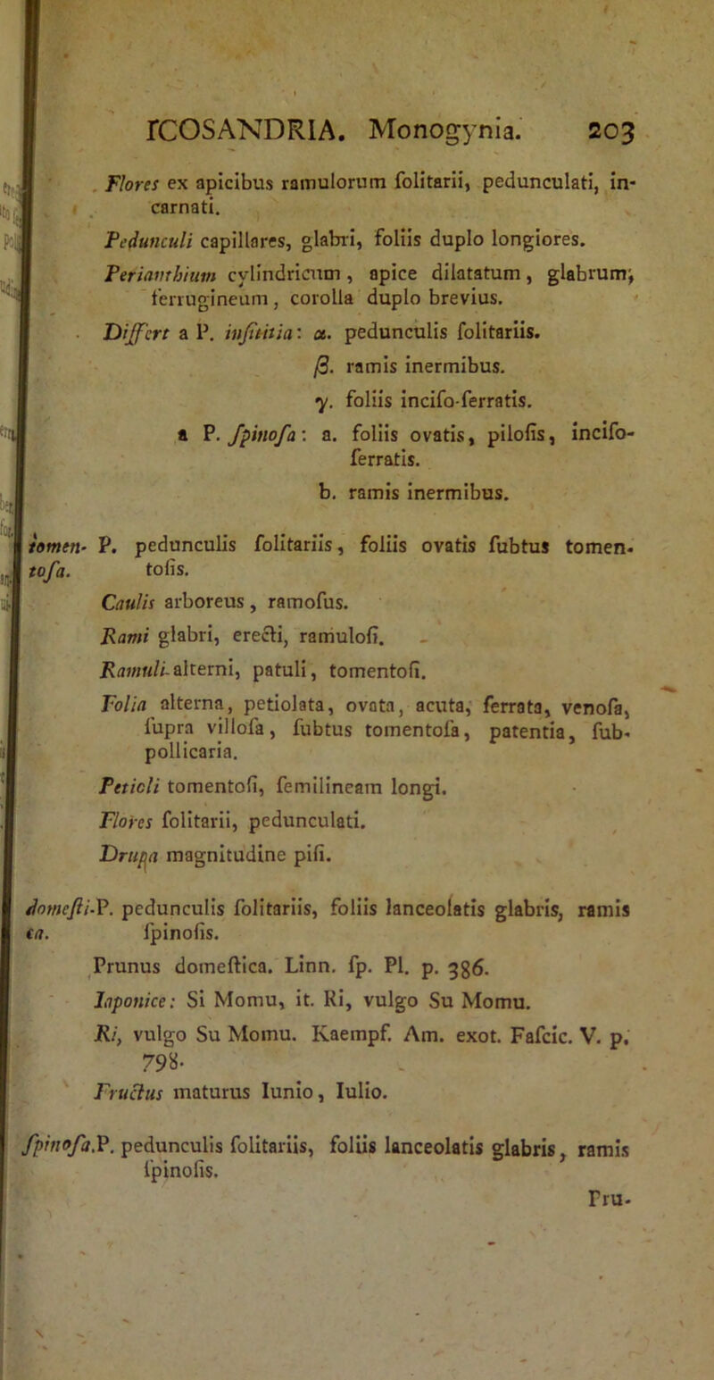 'J;. rCOSANDRlA. Monogynia. 203 . Flores ex apicibus ramulorum folitarii, pedunculati, in- I . carnati. Periamhium cylindricum, apice dilatatum, glabrumj 'ferrugineum, corolla duplo brevius. Differt a P. infitritia: ct. pedunculis folitariis. /0. ramis inermibus. <y. foliis Incifo-ferratis. a P. fpinofa; a. foliis ovatis, pilofis, incifo- ferratis. b, ramis inermibus. Jwwen- P. pedunculis folitariis, foliis ovatis fubtus tomen- J tofa. tolis. Caulis arboreus, ramofus. Kami glabri, erecti, raniulofi. alterni, patuli, tomentoli. Folia alterna, petiolata, ovata, acuta,' ferrata, venofa, fupra villofa, fubtus tomentofa, patentia, fub- pollicaria. Petioli tomentoli, femilineam longi. Flores folitarii, pedunculati. Drupa magnitudine pili. domefii-V. pedunculis folitariis, foliis lanceolatis glabris, ramis €a. fpinolis. Prunus domeftica. Linn. fp. Pl. p. gg6. Japonice: Si Momu, it. Ri, vulgo Su Momu. Ri, vulgo Su Momu. Kaempf. Am. exot. Fafcic. V. p.' 79’^- FruBus maturus lunio, lulio. fpinofa.V. pedunculis folitariis, foliis lanceolatis glabris, ramis fpinolis. Fru-