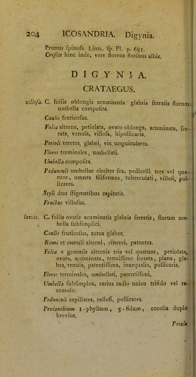 Prunus fpinofa. Linn.. 'fp. Pl. p. 6gr. Crefcit hinc inde, vere florens floribus albis. ' D I G Y N ! A» CRATAEGUS. villofa. C. foliis oblongis acuminatis' glabris ferratis florumii umbella compofita. I \i fruticofus. alterna, petiolata, ovato-oblonga, acuminata, fer--! rata, venofa, villofa, bipollicaria. Petioli teretes, glabri, vix unguiculares. Flores terminales, umbellati. Umbella compofita. Peia«CH/z umbellae circiter fex, pedicelli tres vel qua- ! tuor, omnes filiformes, tuberculati, villofi, pol-- licares. Styti duo ftigmatibus capitatis. - Fruclus villofus. ! laevis. C. foliis ovatis acuminatis glabris ferratis, florum um- i bella fubfimplici. Caulis fruticofus, -totus glaber, et ramuli alterni, cinerei, patentes. Folia e gemmis alternis tria vel quatuor, petiolata, ovata, acuminata, tenuiffime ferrata, plana, gla- bra, tenuia, patentifiima, inaequalia, pollicaria. Flores terminales, umbellati, parentiflimi. Umbella fubfimplex, rarius radio unico trifido vel ra-^ cemolb. j ’ Pedunculi capillares, callofi, pollicares. Periamhiuvt i - phjllum , 5 - fidum , corolla duplo brevius. ' 'i Petala ' l