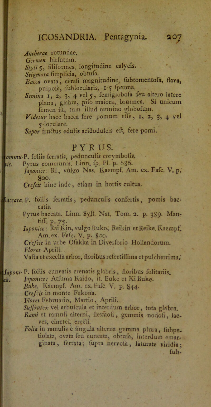 ■/ I ICOSANDRIA. Pentagynia. 20J Antherae rotundae. Germen hirfutum. Stylis-, filiformes, longitudine calycis. . Stigmata fimplicia, obtufa. . Bacca ovata, cerafi magnitudine, fubtomentofa, flava, pulpolb, iublocularis, 1-5 fpcrma. Semina i, 2, 3, 4 vel 5, femiglobola feu altero latere plana, glabra, pifo maiora, brunnea. Si unicum femen Iit, tum illud omnino globofum. Videtur haec bacca fere pomum efle, I, 2, 3, 4 vel 5-loculare. Sapor fructus edulis acidodulcis eft, fere pomi. PYRUS. ' mnttu P. foliis ferratis, pedunculis corymbofls. k/j, Pyrus communis. Linn. fp. Pl p. 686. Japonice: Ki, vulgo Nas. Kaempf. Am. ex. Fafc. V. p. 800. Crcfcit hinc inde, etiam In hortis cultus. \accata. P. foliis ferratis, pedunculis confertis, pomis bac* catis. Pyrus baccata. Linn. Syjl. Nat. Tom. 2. p. 389. Man- ti(T. p. 75. Japonice: RaiRin, vulgo Ruko, Reikin etReike.Kaempf. Am.ex. ^'afc. V. p. Crefcit in urbe Ofakka in Diverforio Hollandorum. J-loret Aprili. Vafla et excella arbor, floribus refertiffima et pulcherrima,’ taponi- P. foliis cuneatis crenatis glabris, floribus folitariis. J(7po«/cc; Atfuma Kaido, it. Duke et Ki i>uke. Buke. Kaempf. Am. ex. Fafc. V. p. 844- Crefcit in monte Fakona. F/om Februario, Martio, Aprili. Suffrutex vel arbufcula et interdum arbor, tota glabra. Rami et ramuli alterni, flexuoli, gemmis nodofl, lae- ves, cinerei, erecti. Folia in ramulis e fingula alterna gemma plura, fubpe- tiolato, ovata feu cuneata, obtufa, interdum emar- ginata, ferrata; fupra nervofa, faturate viridia; V fub-
