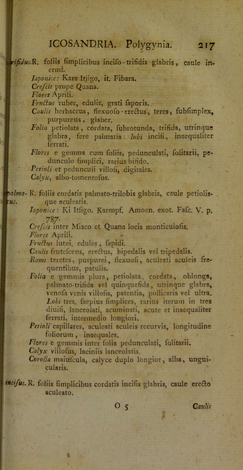 \fidus.^. foliis fimplicibus incifo - trifidis glabris, caule in- crini. ^ Japonice: Kara Itjigo, it. Fibara. Crefcit prope Qaana. Floret Aprili. Fructus ruber, edulis, grati faporis. Caulis herbaceus, flexuolb-ereclus, teres, fubfimplex, purpureus, glaber. Folia petiolata , ebrdata, fubrotunda, trifida, utrinque glabra, fere palmaria: lobi incili, inaequaliter ferrati. 'Flores e gemma cum foliis, pedunculati, folitarii, pe- dunculo fimplici, rarius bifido. Petioli et pedunculi villofi, digitales. ‘ , '' Caljx, albo-tomentofus. alma- R. foliis cordatis palmato-trilobis glabris, caule petlolis- us. que aculeatis. Japonice: Ki Itfigo. Kaempf. Amoen. exot. Fafc. V. p. 78/- Crefcit inter Miaco et Quana locis monticulofis. ‘Floret Aprili. - Fructus lutei, edules, fapidi. i Caulis frutefeens, ereflus, bipedalis vel tripedalis. Rami teretes, purpurei, flexuofi, aculeati aculeis fre- quentibus, patulis. Folia e gemmis plura, petiolata, cordata, oblonga, palmato trifida vel quinquefida, utrinque glabra, venofa venis villofis, patentia, pollicaria vel ultra. Lobi tres, faepius fimplices, rarius iterum in tres , diuifi, lanceolati, acuminati, acute et inaequaliter ferrati, intermedio longiori. Petioli capillares, aculeati aculeis recurvis, longitudine ^ foliorum , inaequales. Flores e gemmis inter folia pedunculati, folitarii. Calyx villofus, laciniis lanceolatis. Corolla malufcula, calyce duplo longior, alba, ungui- V cularis. ' incifus.R. follis fimplicibus cordatis incifis glabris, caule ereclo aculeato. ^ O 5 Caulis