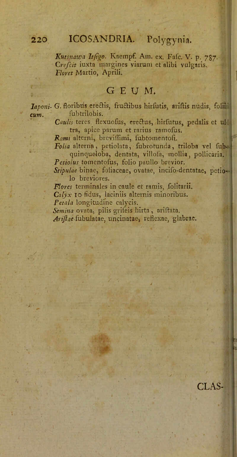 Kutsnawa Itfigo. Kaempf. Ain. ex. Fafc. V. p. 787- Crefcit iuxta margines viarum et alibi vulgaris. Fioret Martio, Aprili. • ^ GEUM. laponi- G. floribus ereclis, fructibus hirfutis, ariftis nudis, foliiii cum. i fubtrilobis. Ciiulis teres flexuofus, erectus, hirfutus, pedalis et uMj tra, apice parum et rarius ramofus. ' Rnmt alterni, breviflimi, fubtomentofi. ' Folia alternp, petiolata, fubrotunda, triloba vel fub-)- quinqu^oba, dentata, villofa, mollia, pollicaria. Petiolus tomentofus, folio paullo brevior. Stipulae binae, foliaceae, ovatae, incifo-dentatae, petio- lo breviores. Flores terminales in caule et ramis, folitarii. Calyx IO-fidus, laciniis alternis minoribus. Petala longitudine calycis. Semina ovata, pilis grifeis hirta , ariftata. fubulatae, uncinatae, reflexae, glabrae. 0 CLAS- ,»