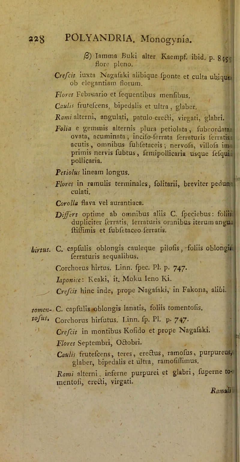 (i) lamma Bukl alter Kaempf. ibid, p. flore pleno. Crefcit luxta Nagafaki alibique Iponte et culta ubjque.i! ob elegantiam florum. Floret Februario et fequentibus menfibus. Caulis frutelcens, bipedalis et ultra, glaber. ! Rami alterni, angulati, patulo erecli, virgati, glabri. Folia e gemmis alternis plura petiolata, fubcordata.'| ovata, acuminata; incifo-lerrata ferraturis lerratis.i j acutis, omnibus fubfetaceis •, nervofa, villola im i | primis nervis fubtus, feinipollicaria usque fefqui.ij pollicaria. Fetiolus lineam longus. I Flores in ramulis terminales, folitarii, breviter pedutt-ij culati. Corolla flava vel aurantiaca. Differt optime ab omnibus aliis C. fpeciebus; foliii! dupliciter ferratis, lerraturis omnibus iterum angua ftillimis et fubfetaceo ferratis. hirtus. C. cnpfulis oblongis cauleque pilofis, -foliis oblongiti ferraturis aequalibus. Corchorus hirtus. Linn. fpec. Pl. p. 747. laponice: Keaki, it. Moku leno Ki. / Crefcit hinc inde, prope Nagafaki, in Fakona, alibi. tomen- C. capfulis oblongis lanatis, foliis tomentofis. tofus, Corchorus hirfutus. Linn. fp. Pl. p. 747* m '' Crefcit in montibus Kolido et prope Nagafaki. Floret Septembri, Octobri. , Caulis frutefeens, teres, ereaus, ramofus, purpureus, glaber, bipedalis et ultra, rarnofiirimus. Rami alterni, inferne purpurei et glabri, fuperne to- mentofi, erecti, virgati. RamuH' I