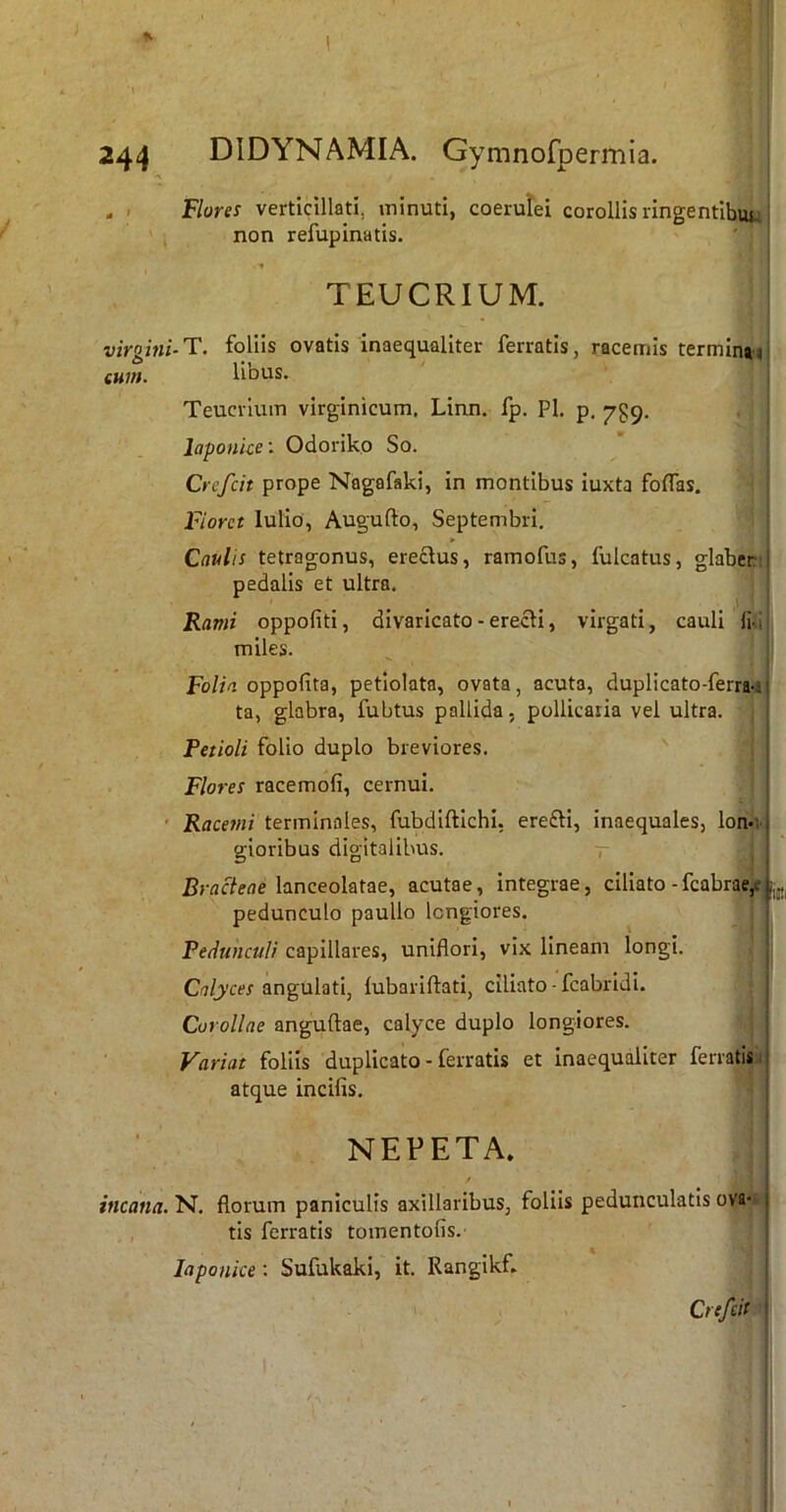 Florei verticillati, minuti, coerulei corollis ringentibut.; non refupinatis. TEUCRIUM. virgini-T. foliis ovatis inaequaliter ferratis, racemis terminni eum. libus. Teucrium virginicum. Linn. fp. Pl. p, 759. laponice-. Odoriko So. Crefcit prope Nagafaki, in montibus iuxta foflas. Fiorct lulio, Augufto, Septembri, Caulis tetragonus, ereclus, ramofus, fulcatus, glaber:! pedalis et ultra. Rami oppofiti, divaricato - erecti, virgati, cauli Iki miles. Fo/m oppofita, petiolatn, ovata, acuta, duplicato-ferra-i| ta, glabra, fubtus pallida, pollicaria vel ultra. Petioli folio duplo breviores. Flores racemofi, cernui. ' Racemi terminales, fubdiftichi, erefti, inaequales, lon-; j gioribus digitalibus. r j Bracteae lanceolatae, acutae, integrae, ciliato -fcabrae,e pedunculo paullo longiores. Pedunculi capillares, uniflori, vix lineam longi. angulati, lubariftati, ciliato - fcabridi. ; Corollae anguftae, calyce duplo longiores. | Variat foliis duplicato - ferratis et inaequaliter ferratis ;j atque incifis. j NEPETA. incana. N. florum paniculis axillaribus, foliis pedunculatis ova- tis ferratis tomentofis.’ laponice: Sufukaki, it. Rangikf. Crefcit