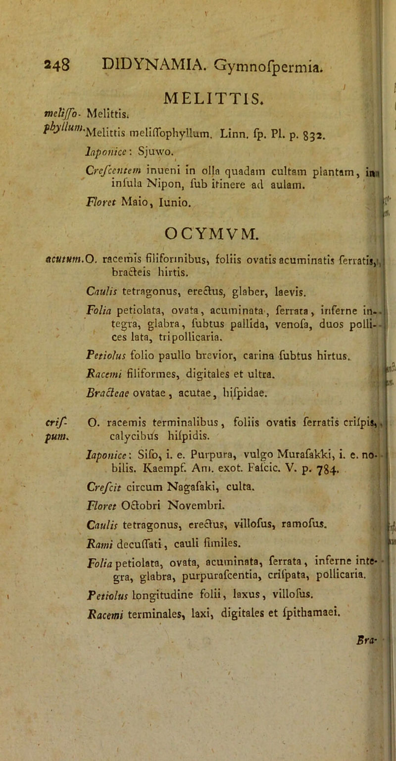 l 248 DIDYNAMIA. Gymnofpermia. MELITTIS. tneliJfQ. Melittisj ^”^'Melittis melifrophyllum. Linn. fp. Pl. p. 832. Inponkc: Sjuwo. Crejcentem inueni In olla quadain cultam plantam, inq infula Nipon, fub itinere ad aulam. Floret Maio, lunio. OCYMVM. ttcutum.O. racemis filiformibus, foliis ovatis acuminatis ferratis,!, bracteis hirtis. crif- pum. Caulis tetragonus, erectus, glaber, laevis. Folia petiolata, ovata, acuminata-, ferrata, inferne in-, tegva, glabra, fubtus pallida, venofa, duos polii-- ' ces lata, tri pollicaria. Petiolus folio paullo brevior, carina fubtus hirtus.. Racemi filiformes, digitales et ultra. Bracteae ovatae , acutae, hifpidae. ' / s O. racemis terminalibus, foliis ovatis ferratis crilpis,-, calycibbs hilpidis. i laponice: Sifo, i. e. Purpura, vulgo Murafakki, i. e. no.’ bilis. Kaempf. Ani. exot. Falcic. V. p. 784. Crefcit circum Nagafaki, culta. Floree Octobri Novembri. Caulis tetragonus, erectus, villofus, ramofus. Rami deculfati, cauli fimiles. Folia petiolata, ovata, acuminata, ferrata, inferne inte- gra, glabra, purpurafcentia, crifpata, pollicaria. Petiolus longitudine folii, laxus, villofus. Racemi terminales, laxi, digitales et fpithamaei. Era- r