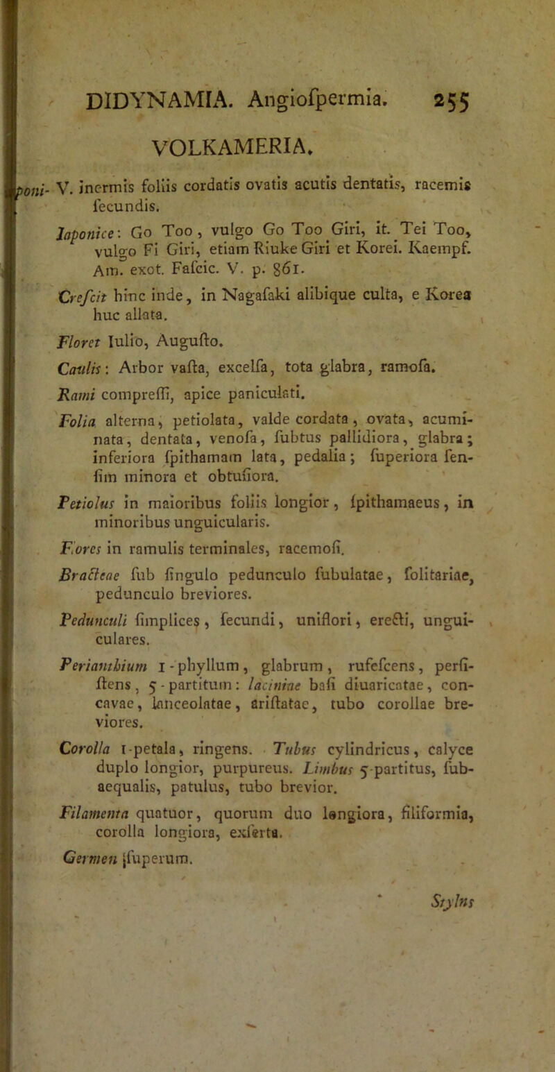 VOLKAMERIA» . V. inermis follis cordatis ovatis acutis dentatis, racemis fecundis. Japonice-. Go Too, vulgo Go Too GirI, it. Tei Too, vulgo Fi Giri, etiam Rluke Giri et Korei. Kaempf. Am. exot. Fafcic. p. g6l. Crefeit hinc inde, in Nagafaki alibique culta, e Korea huc allata. Floret lulid, Augufto. Coillis: Arbor vafta, excelfa, tota glabra, ramofa. Rami comprefll, apice paniculati, Folia alterna, petiolata, valde cordata, ovata, acumi- nata, dentata, venofa, fubtus pallidiora, glabra; inferiora fpithamain lata, pedalia; fuperiora fen- lim minora et obtuuora. ' ’ Petiolus in maioribus foliis longior, Ipithamaeus, In minoribus unguicularis. Flores in ramulis terminales, racemoli. Bracteae fub lingulo pedunculo fubulatae, folitariae, pedunculo breviores. Pedunculi fimplices , fecundi, uniflori, erefti, ungui- culares. Perianthium i-phyllum, glabrum, rufefeens, perll- ftens , 5 - partitum : laciniae bafi diuaricatae, con- cavae, Ifliiceolatae, ariftatae, tubo corollae bre- viores. Corolla I-petala, ringens. Tubus cylindricus, calyce duplo longior, purpureus. Limbus 5 partitus, fub- aequalis, patulus, tubo brevior. Filamenta quatuor, quorum duo Isngiora, filiformia, corolla longiora, exlerta. Germen jfuperum. Siylns