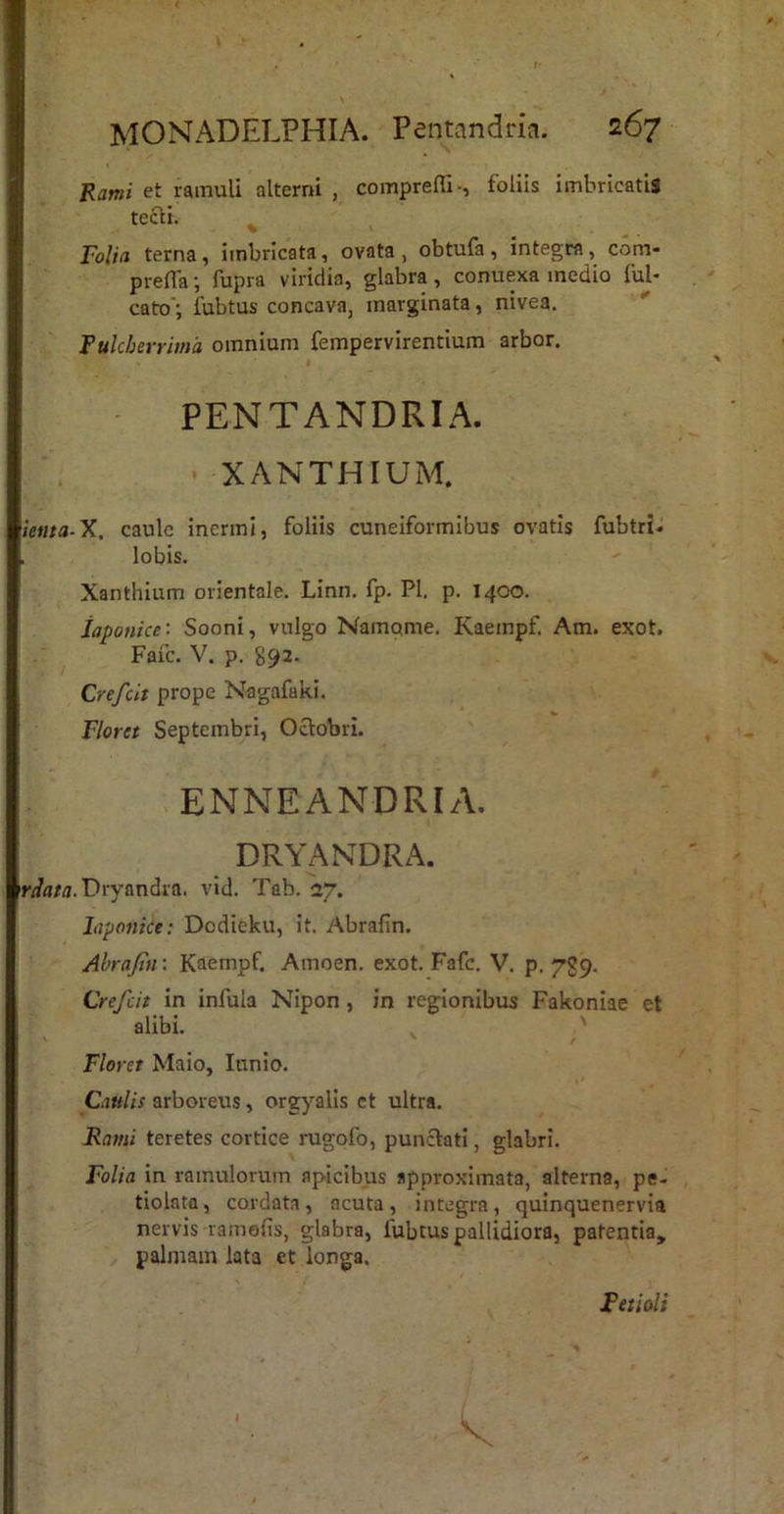 Rami et ramuli alterni , comprelli-, foliis imbricatis tecli. Folia terna, imbricata, ovata, obtufa, integra, com- prefla; fupra viridia, glabra, conuexa medio ful- cato'; fubtus concava, marginata, nivea. Fukberrima omnium fempervirentium arbor. • PENTANDRIA. XANTHIUM. ietita-X. caule inermi, foliis cuneiformibus ovatis fubtri* lobis. Xanthium orientale. Linn. fp. Pl. p. 1400. Japonice: Sooni, vulgo Namome. Kaempf. Am. exot. Faic. V. p. S92- Crefclt prope Nagafaki. Floret Septembri, Octobri. ENNEANDRIA. DRYANDRA. ir//fl/a.Dryandra. vid. Tab. 27. laponice; Dodieku, it. Abrafin. Ahrajin: Kaempf. Amoen. exot. Fafc. V. p. 7^9. Crefcit in infula Nipon, in regionibus Fakoniae et alibi. Floret Maio, lunio. Caulis arboreus, orgyalis et ultra. Rami teretes cortice ragofo, punctati, glabri. Folia in ramulorum apicibus approximata, alterna, pe- tiolata, cordata, acuta, integra, quinquenervia nervis ramefis, glabra, fubtus pallidiora, patentia^ palmam lata et longa. Feti oli