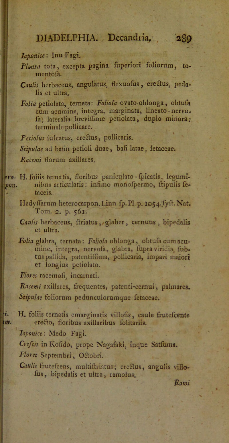 I DIADELPHIA. Decandiia/, '2S9 Japjonke: Inu Fagi. Planta tota, excepta pagina fuperlori foliorum, to- inentofa. Caulis herbaceus, angulatus, flexuofus, erectus, peda- lis et ultra, F0//V1 petiolata, ternata: Foliola ovafo-oblonga, obtufa cum acumine, integra, marginata, lineato-nervo- fa; lateralia breviffime petiolata, duplo minora; terminale pollicare. Petiolus lulcatus, erectus, pollicaris. Stipulae ad bafin petioli duae, bafi latae, fetaceae. Racemi florum axillares. '.ro- H. foliis ternatis, floribus paniculato-fpicatis, legumi- pon. nibns articulatis: infimo monofpermo, ftipulis fe- tdceis. HedyfTarum heterocarpon. Linn. fp. Pl. p. iG54.'fyft. Nat. Tom. 2. p. 561. Ca«//f herbaceus, flriatus,.glaber, cernuus, bipedalis et ultra. Folia glabra, ternata; Foliola oblonga, obtufa cum acu- mine, integra, nervofa, glabra, fupra viridia, fub- , tus pallida, patentiflima, pollicaria, impari maiori et longius petiolato. Flores racemofi, incarnati. axillares, frequentes, patentl-cernui, palmares. Stipulae foliorum pedunculorumque fetaceae. k m. H. foliis ternatis emarginatis villofis, caule frutefcente erecto, floribus axillaribus folitariis. laponice: Medo Fagi. Ctefcit in Kofido, prope Nagafaki, Inque Satfuma. Floret Septembri, 0£tobri. Caulis frutefcens, multiftrintus; ere£tus, angulis villo- fus, bipedalis ct ultra, ramoius. Rami