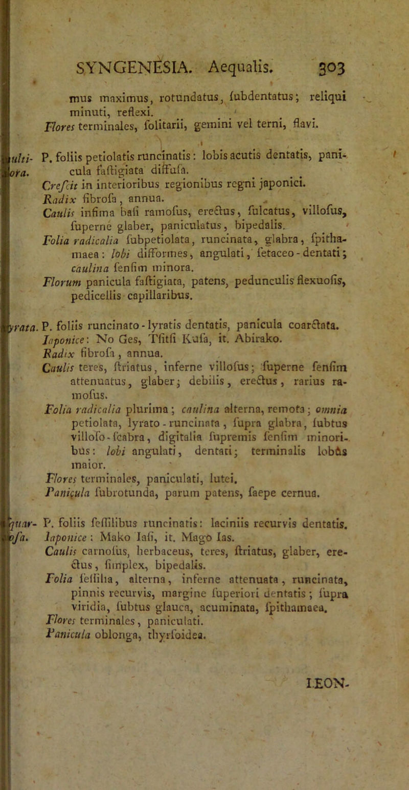 mus maximus, rotundatus, iubdentatus; reliqui minuti, reflexi. ■ Eores terminales, folitarii, gemini vel terni, flavi. I ^ ulti- P. foliis petiolatis runcinatis: lobis acutis dentatis, pani- ota, cula faftigiata diffula. Crefdt in interioribus regionibus regni japonici. Radix fibrofa, annua. Caulis infima bali ramofus, ereclus, fulcatus, vlllofus, fuperrie glaber, paniculatus, bipedalis. ' Folia radicalia fubpetiolata, runcinata, glabra, fpitha- maea: lobi difformes, angulati, fetaceo - dentati; caulina fenfim minora. Florum panicula faftigiata, patens, pedunculis flexuofis, pedicellis capillaribus. yrrt/rt. P. foliis runcinato-lyratis dentatis, panicula coarflnta. Japonice: No Ges, Tfitfi Kufa, it. Abirako. Radix fibrofa , annua. Caulis teres, ftriatus, inferne villofus; fuperne fenfim attenuatus, glaber^ debilis, eredtus, rarius ra- mofus. Folia radicalia plurima ; caulina alterna, remota; omnia petiolata, lyrato - runcinata , fupra glabra, fubtus . villofo-Ccabra, digitalia fnpremis fenfim minori- bus: lobi angulati, dentati; terminalis lob6s maior. Flores terminales, paniculati, lutei. Panifula fubrotunda, parum patens, faepe cernua. piar- P. foliis fcflilibus runcinatis; laciniis recurvis dentatis. |py<7. laponice : Mako lafi, it. Mago las. Caulis carnoliis, herbaceus, teres, ftriatus, glaber, ere- dlus, fimplex, bipedalis. Folia felfilia, alterna, inferne attenuata , runcinata, pinnis recurvis, margine fuperiori dentatis; fupra viridia, fubtus glauca, acuminata, fpithamaea. f/ow terminales, paniculati. Panicula oblonga, thyrfoidea. LEON- V,