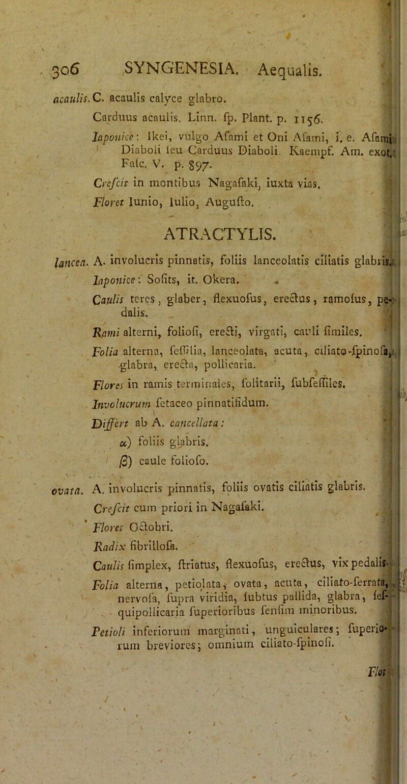 acaulis.C. acaulis calyce glabro. Carduus acaulis. Linn. fp. Piant, p. 1155. i ! laponke-. Ikei, vulgo Afami et Oni Alami, i, e. Afami ij Diaboli ieu Carduus Diaboli. Kaempf. Am. exot,'J Falc. V. p. S97. Crefcit in montibus Nagafakij iuxta vias. Floret lunio, lulio, Augufto. ATRACTYLIS.' lancea. A- involucris pinnatis, follis lanceolatis ciliatis glabrisj;,i l/jponice: Sofits, it. Okera. ' « | Caftlk teres, glaber, flexuofus, erectus, ramoius, pe».- dalis. j Rami alterni, foliofi, ere£ti, virgati, carii firailes. Folia alterna, felTilia., lanceolata, acuta, aliato-ipinofa,i,j -glabra, erecta, pollicaria. ' j F/orcr in ramis terminales, folitarii, fubfeffiles. Involucrum fetaceo pinnatifidum. ' 1 j Differt ab A. cancellata: ' ‘ u) foliis glabris. /3) caule foliofo. . ovata. A. involucris pinnatis, foliis ovatis ciliatis glabris. Crefcit cuin priori in Nagafaki. ^ . Floret Octobri. ■ Radix fibrillofa. j CaK/nfimplex, ftriatus, flexuofus, erectus, vixpedalij.j ^ ' Folia alterna, petiolata,- ovata, acuta, ciliato-ferrata,i, | '■ nervofa, fupra viridia, iubtus pallida, glabra, ' , quipollicaria fuperioribus fenfiin minoribus. Petioli inferiorum margiiiati, unguiculares; fuperio*'- rum breviores J omnium ciliato-Ipinofi. |