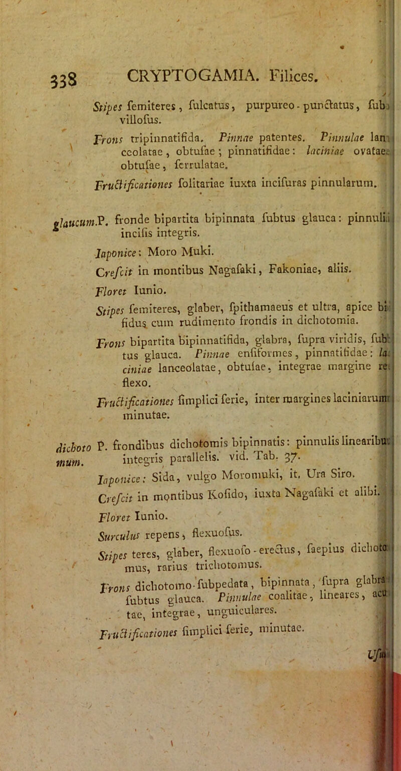 338 femiteres, fulcatus, purpureo - punctatus, fub>; villofus. JrTons tripinnatifida. Pinnae patentes. Pinnulae lan ' ccolatae , obtufae ; pinnatifidae; laciniae ovatae. • '' obtufae, fcrrulatae. V ^ FruBificationes folitariae iuxta iiicifuras pinnularum. «hucutn.P. fronde bipartita bipinnata fubtus glauca: pinnuliii * incifis integris. Japonice: Moro Muki. Crefcit in montibus Nagafaki, Fakonlae, aliis. Floret lunio. Stipes feiniteres, glaber, fpithamaeus et ultra, apice bi fidus, cum rudimento frondis in dichotomia. Frotis bipartita bipinnatifida, glabra, fupra viridis, fub':; tus glauca. Pinnae enfitbimes, pinnntiHdae: /a j ciniae lanceolatae, obtulae, integrae margine re.j flexo. Fructificationes fimplici ferie, inter margines laclniarunitj minutae. j Airhoto P frondibus dichotomis bipinnatis: plnnuUs linearibu: j Zm. integris parallelis, vid. Tab, 37. . j Japonice; Sida, vulgo Moromuki, it, Ura Siro. j Crefcit in mpntibus Kofido, iuxta Nagafaki et alibi. | Floret lunio. Surculus repens i flexuofus. Stipes teres, glaber, flexuofo-ereaus, faeplus dicboto ( mus, rarius tricbotomus. i Frons dichotomo'fubpedata , bipinnata,'fupra glabra | fubtus glauca. Pinnulae coalitae, lineares, acU j tae, integrae, unguiculares. Frttciificationes fimpUci ferie, minutae.