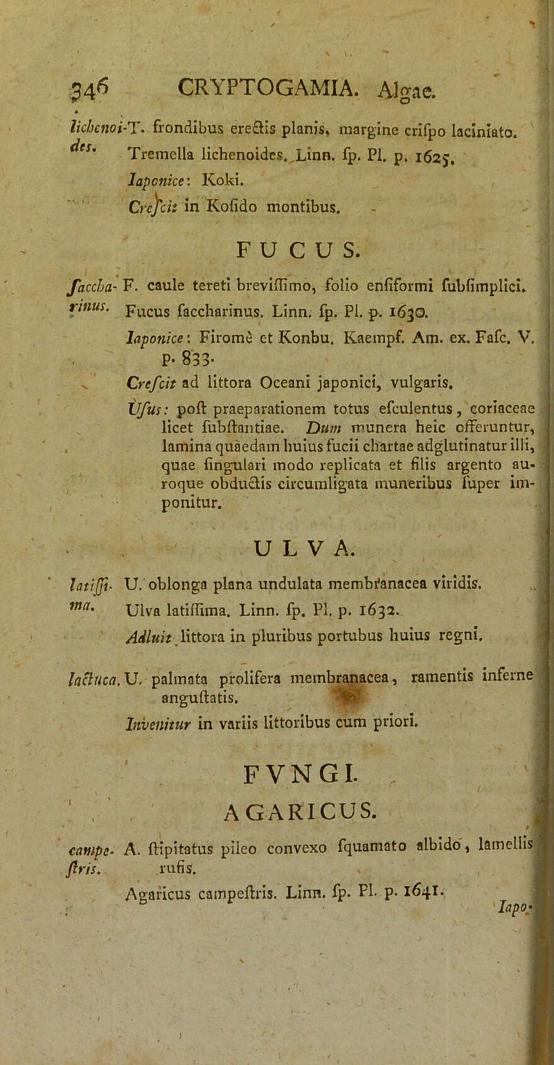 34<5 CRYPTOGAMIA. Algae. » lichcnoi-T. frondibus ere£lis planis, margine crifpo lacinlato. Tremella lichenoides.^Linn. ip. Pl, p. 1625, Japonice; Koki. Crc)'di in Kofido montibus. FUCUS. faccha- F. caule tereti brevilTimo, folio enfiformi fubfimpHci. rmus. pm;us faccharinus. Linn. fp. Pl. p. 1630. Japonice: Firome et Konbu. Kaempf. Am. ex. Fafc. V, i P« 833- ^ ^ ' Crefcit ad littora Oceani japonici, vulgaris. ‘ Vfus: poft praeparationem totus efculentus, coriaceae i licet fubftaiitiae. Dum munera heic offeruntur, J . lamina quaedam huius fucii chartae adglutinatur illi, | quae fingulari modo replicata et filis argento au- ; roque obductis circumligata muneribus luper im- ponitur. ULVA. latilji- U.'oblonga plana undulata membilanacea viridis. ina. Ulva latiflima. Linn. fp. Pl. p. 1632. Adluit littova. in pluribus portubus huius regni. la^Hca, U. palmata prolifera membranacea, ramentis inferne anguftatis. Jnvenitur in variis littoribus cum priori. FVNGI. . ' , ■ , AGARICUS. campe- A. ftipitatus pileo convexo fquamato albido', lamellis jlris. rufis. Agaficus campeftris. Linn. fp. Pl- p- 1641.