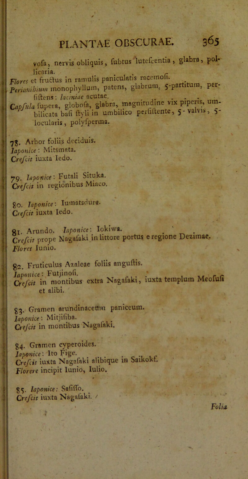 vofaj nervis obliquis, fubtus lutefcentia, glabra, pol- Flores et fruaus in ramulis paniculatis racemofi. Ptrianihium inonophyllum, patens, glabrum, 5-partitura, per- liftens; laciniae acutae. Capfula fupera, globola, glabra,_ magnitudine vix piperis, um- bilicata bafi ftyli in umbilico perlillente, 5-valvis, 5- iocularis, polylperma. Arbor follis deciduis. Japonice : Mitsmata. Crefcit iuxta ledo. 79. Japonice: Futali Situka. : Cre/at in regionibus Miaco, %0. Japonice: lumatsdura. Ciefcit iuxta ledo. i «I. Arundo. Japonice: lokiwa. Crefcit piope Nagaiaki in littore portus e regione Deximae. Floret lunio. Fruticulus Azaleae foliis anguftis. iaponice '■ Futjinofi. .... . , nr r r [Jrefcii in montibus extra Nagafaki, iuxta templum Meofufi et alibi. §5. Gramen arundinaceum paniceum. S j Japonice: Mitjifiba. : Crefcit in montibus Nagafaki. I 84. Gramen cyperoides. Japonice: Ito Fige. _ ^ 1 r Crefcit iuxta Nagafaki alibique IR oaiKoxt. Florere incipit lunio, lulio. r 85. Japonice: SafifTo. Crefcit iuxta Nagaiaki. /