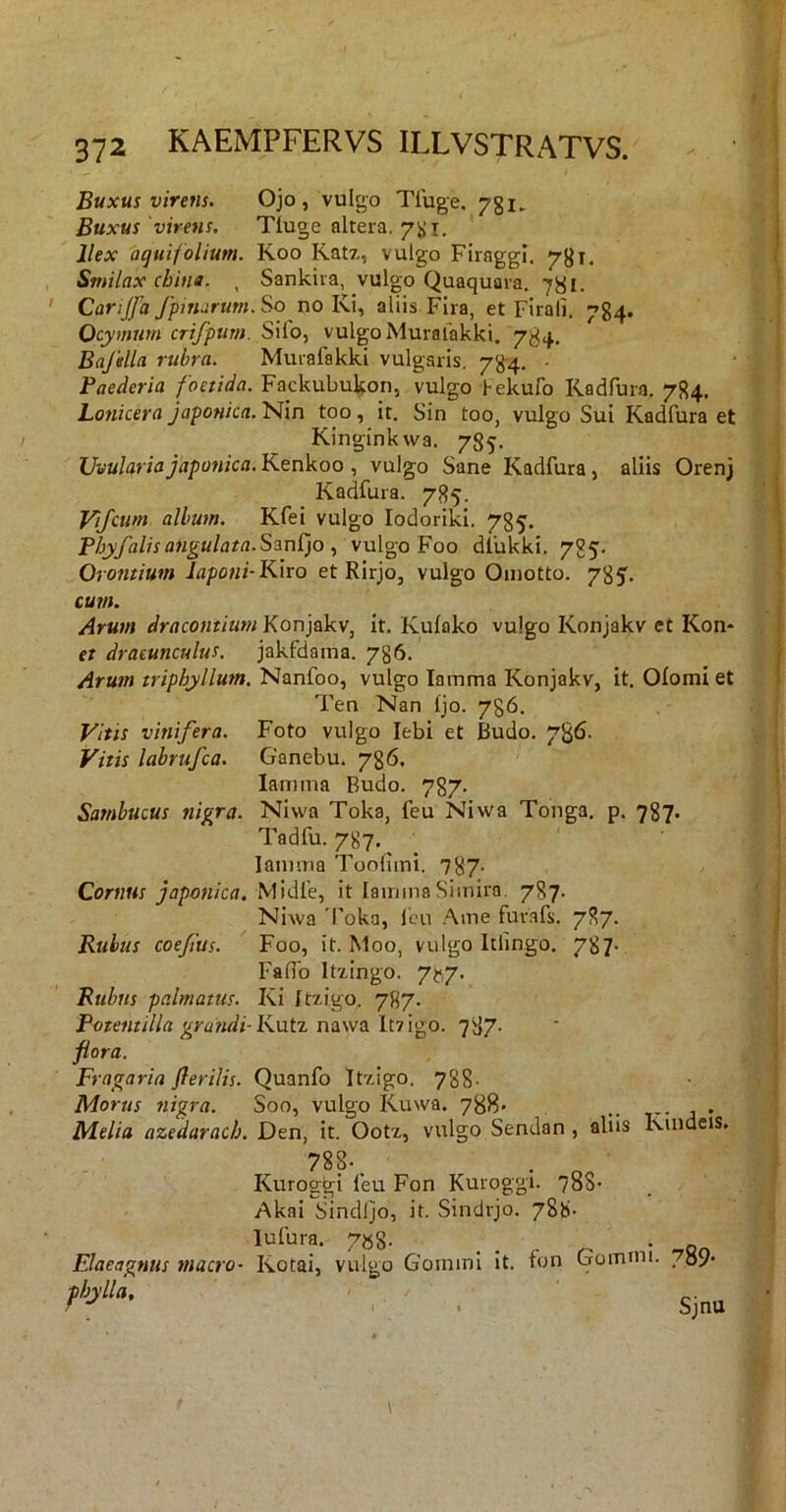 / 372 KAEMPFERVS ILLVSTRATVS. ' | I Buxus virens. Ojo, vulgo Tluge, 731. ‘ Buxus virens, Tluge altera, j Ilex aquifolium. Koo Katz, vulgo Firaggi. 7^1. < Smilax china. , Sankiia, vulgo Quaquara. 7^1. ' CariJJa fpinurum. So no Ki, aliis Fira, et Firali. 734. Ocymurn crifpum. Silo, vulgo Muralakki. 7^4. Bajella rubra. Murafakki vulgaris. 7^4. - • ■ Paederia foetida. Fackubu^on, vulgo hekufo Kadfura. 7S4. Lonicera Japonica. Nin too, it. Sin too, vulgo Sui Kadfura et Kinginkwa. 785. UvulariaJaponica. Kenkoo , vulgo Sane Kadfura, aliis Orenj Kadfura. 785. ' i Vijctm album. Kfei vulgo lodoriki. 785. 1 Pbyfalisangulata.SmCp ^ vulgo F00 dfukki. 785. j Orontium laponi-Kiro et Rirjo, vulgo Oinotto. 785. ' cum. Arum dracontium Konjakv, it. Kulako vulgo Konjakv et Kon- et dracunculus, jakfdama. 786. Arutn triphyllum. Nanfoo, vulgo lamma Konjakv, it. Olomi et Ten Nan Ijo. 786. | Vitis vinifera. Foto vulgo lebi et Budo. 736. , Vitis labrufca. Ganebu. 786. i lamma Budo. 787. Sambucus nigra. Niwa Toka, feu Niwa Tonga. p. 787. i Tadfu. 787. i lamma Toolimi. 787- I Cornus Japonica, Midfe, it lamma Simira. 787. ' ; Niwa 'Toka, l’cu Ame furafs. 787. j Rubus coefius. Foo, it. Moo, vulgo Itlingo. 787- ‘ Faffo Itxingo. 7^,7. j Rubus palmatus. Ki Itzigo. 787. ! Fotentilla grafidi-Kutz nawa lt7igo. 787. - ! flora. ( Fragaria flerilis. Quanfo It7.igo. 788- ! Morus nigra. Soo, vulgo Kuwa. 738« .. , . Melia azedarach. Den, it. Ootx, vulgo Sendan, aliis Kindeis. 788-. Kuroggi feu Fon Kuroggi. 788’ , ^ Akai^Sindljo, it. Sindrjo. 788- lufura. 7»8. ... • Q Elaeagnus macro- Kotai, vulgo Gommi it. fon Goinmi. 789. Sjnu / V