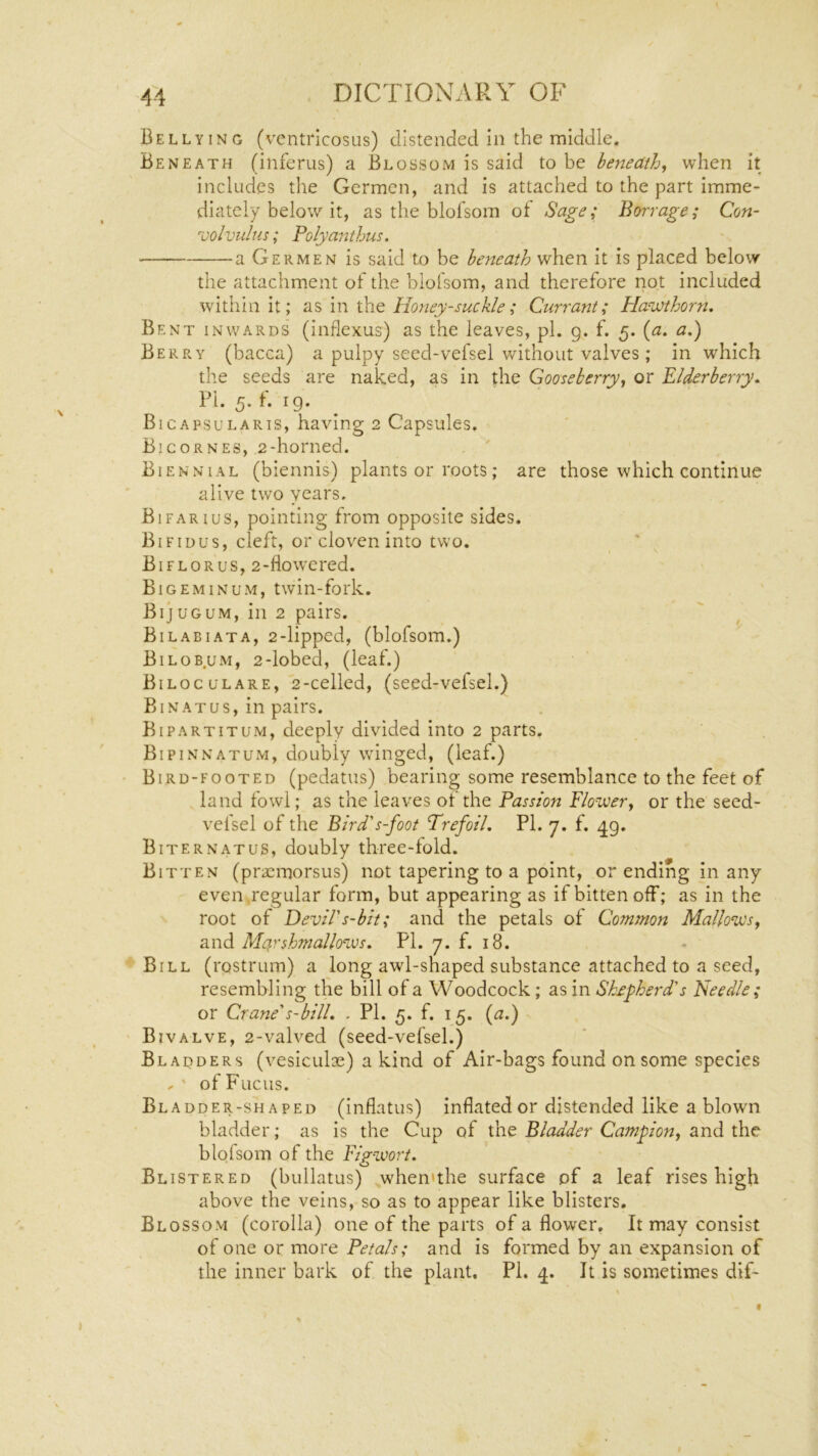 Bellying (ventricosus) distended in the middle. Beneath (inferus) a Blossom is said to be beneath^ when it includes the Germen, and is attached to the part imme- diately below it, as the blofsom of Sage; Barrage; Con- volvulus; Polyanthus. a Germen is said to be beneath when it is placed below the attachment of the blofsom, and therefore not included within it; as in the Honeysuckle; Currant; Plawthorn. Bent inwards (inflexus) as the leaves, pi. g. f. 5. {a. a.) Berry (bacca) a pulpy seed-vefsel without valves; in which the seeds are naked, as in dne Gooseberry^ or Elderberry, Pi. 5. f. ig. Bicapsularis, having 2 Capsules. Bicornes, ,2-horned. Biennial (biennis) plants or roots; are those which continue alive two years. Bifarius, pointing from opposite sides. Bifiuus, cleft, or cloven into two. Biflorus, 2-fiowcred. Bigeminum, twin-fork. BijuGUM, in 2 pairs. Bilabiata, 2-lipped, (blofsom.) Bilob.um, 2-lobed, (leaf.) Bilocglare, 2-celled, (seed-vefsel.) Bin at us, in pairs. Bipartitum, deeply divided into 2 parts. Bipinnatum, doubly winged, (leaf.) Bird-footed (pedatus) bearing some resemblance to the feet of land fowl; as the leaves of the Passion Flowery or the seed- vefsel of the Bird's-foot Trefoil. PI. 7. f. 4g. Biternatus, doubly three-fold. Bitten (pracmorsus) not tapering to a point, or ending in any even .regular form, but appearing as if bitten off; as in the root of Devil's-bit; and the petals of Common Mallowsy and Marshmallows. PI. 7. f. 18. Bill (rostrum) a long awl-shaped substance attached to a seed, resembling the bill of a Woodcock; as in Shfpherd's Needle; or Crane's-bill. . PI. 5. f. 15. {a.) Bivalve, 2-valved (seed-vefsel.) Blaoders (vesicLiloe) a kind of Air-bags found on some species , ' of Fucus. Bladder-shaped (inflatus) inflated or distended like a blown bladder; as is the Cup of Bladder Campiony O-ud ihc blofsom of the Figwort. Blistered (bullatus) when»the surface of a leaf rises high above the veins, so as to appear like blisters. Blossom (corolla) one of the parts of a flower, It may consist of one or more Petals; and is formed by an expansion of the inner bark of the plant. Pi. 4. It is sometimes dif-