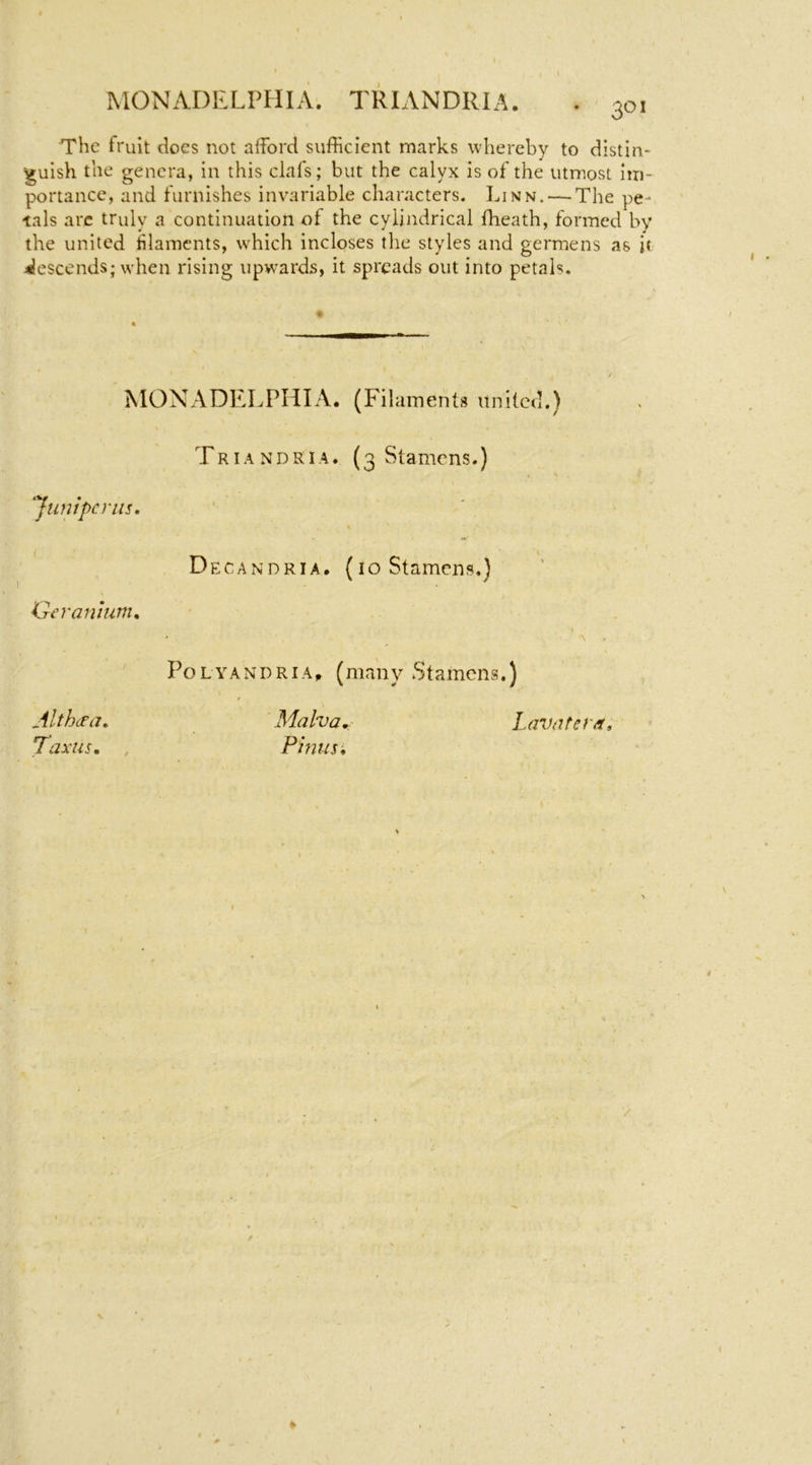 . 301 The fruit does not afford sufficient marks whereby to distin- guish the genera, in this clafs; but the calyx is of the utmost im- portance, and furnishes invariable characters. Linn. — The pe- tals arc truly a continuation of the cylindrical flieath, formed by the united filaments, which incloses the styles and germens as it ^jescends; when rising upwards, it spreads out into petals. MONADELPHIA. (Filaments itnilcd.) Triandria. (3 Stamens.) ‘Junipcnis, Decandria. (10 Stamens.) Oeramutn, PoLYANDRiA^ (many Stamens.) Althaea, Taxus. Malva Finns \ Lavnter^i,