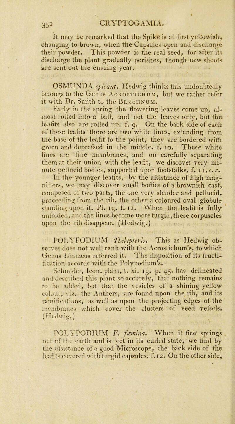 332 It may be remarked that the Spike is at first yellowish, changing to brown, when the Capsules open and discharge their powder. This powder is the real seed, for after its discharge the plant gradually perisiies, though new shoots are sent out the ensuing year. OSMUNDA splcant, Hedwig thinks this undoubtedly belongs to the Genus Acrostichum, but we rather refer it with Dr. Smith to the Blp:chnum. Early in the spring the fiowering leaves come up, al- most rolled into a ball, and not the leaves only, but the leafits also are rolled up. f. 9. On the back side of each of these leafits there are two white lines, extending from the base of the leafit to the point, they are bordered with green and deprefsed in the middle, f. 10. These white lines are fijie membranes, and on carefully separating them at tlieir union with the leafit, we discover very rni- nute pellucid bodies, supported upon footstalks, f. i i.r. r. In th(‘ younger leafits, by the afsistance of high mag- nifiers, we may discover small bodies of a brownish cast, composed of two parts, the one very slender and pellucid, proceeding from the rib, tlie other a coloured oval globule standing upo!i it. PI. 13. f. ii. When the leafit is fully unfolded, and the lines become more turgid, these corpuscles upon the rib disappear. (Iledwig.) POTvYPODIUM T’helypteris. This as Hedwig ob- serves does not well rank with the Acrostichum’s, to which (tciuis Linnxus referred it. The disposition of its fructi- fication accords with the Polypodium’s. Schmidel, Icon, plant, t. xi. 13. p. 45. has delineated and dcscril)(‘d tliis plant so accutely, that nothing remains to be added, hut that the vesicles of a shining yellow colour, viz. the Anthers, are found upon the, rib, and its ramifications, as well as upon the projecting edges of the .membranes which cover the clusters ot seed vefsels. (Iledwig.) POLYPODIUM F. famina* When it first springs out of t he earth and is yet in its curled state, we find by the afsistance of a good Microscope, the back side of the leafits covered with turgid capsules, f. 12. On the other side.