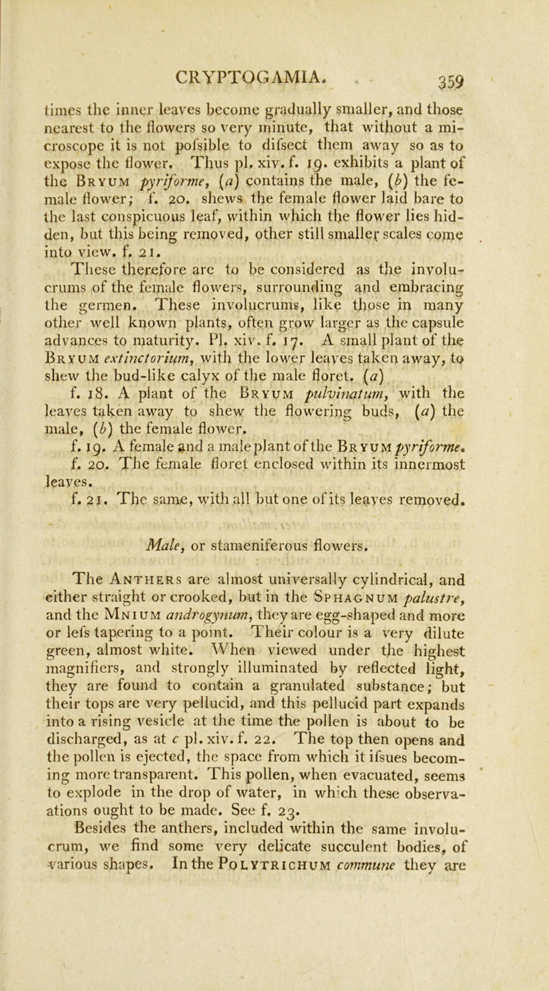 times tlie inner leaves become gradually smaller, and those nearest to the flowers so very minute, that without a mi- croscope it is not pol'sible to difsect them away so as to expose the flower. Thus pl.xiv. f. 19. exhibits a plant of the Bryum pyriforme, (a) contains the male, (Z>) the fe- male dower; f. 20. shews the female flower laid bare to the last conspicuous leaf, within which the flower lies hid- den, but this being removed, other still smaller* scales come into view, f, 21. These therefore arc to be considered as the involu- crums of the female flowers, surrounding and embracing the germen. These involucrums, like those in many other well known plants, often grow larger as the capsule advances to maturity. PI. xiv. f. 17. A small plant of the Bryum exthjctorium, with the lower leaves taken away, to shew the bud-like calyx of the male floret, [a) f. 18. A plant of the Bryum pulvwatum, with the leaves taken away to shew the flowering buds, [a) the male, (b) the female flower. f. 19. A female and a male plant of the Br yum f. 20. The female floret enclosed within its innermost leaves. f. 21. The same, with all but one of its leaves removed. Male, or stameniferous flowers. The Anthers are almost universally cylindrical, and either straight or crooked, but in the Sphagnum palustre, and the Mnium androgyiium, they are egg-shaped and more or lefs tapering to a point. Their colour is a very dilute green, almost white. When viewed under the highest magnifiers, and strongly illuminated by reflected light, they are found to contain a granulated substance; but their tops are very pellucid, and this pellucid part expands into a rising vesicle at the time the pollen is about to be discharged, as at c pi. xiv. f. 22. The top then opens and the pollen is ejected, the space from which it ifsues becom- ing more transparent. This pollen, when evacuated, seems to explode in the drop of water, in which these observa- ations ought to be made. See f, 23. Besides the anthers, included within the same involu- crum, we find some very delicate succulent bodies, of various shapes. In the Polvtrichum cowwwwf they are