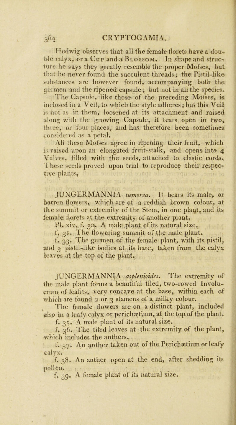 Hedwig observes that all the female florets have a dou- ble cdlyx, or a Cup and a Blossom. In shape and struc-t hire he says they greatly resemble the proper Mofses, but tfmt he never found the succulent threads; the Pistil-Hke substances are however found, accompanying both the germcn and the ripened capsule ; but not in all the species. The Capsule, like those of the preceding Mofses, is inclosed in a Veil, to which the style adheres; but this Veil is not as in them, loosened at its attachment and raised along with tlic growing Capsule, it tears open in two, tliree, or four places, and has therefore been sometimes considered as a petal. All these Mofses agree in ripening their fruit, which is raised u];x)ii an elongated fruit-stalk, and opens into 4 Valves, tilled with the seeds, attached to elastic cords, 'hhese seeds proved upon trial to reproduce their respec- tive plants^ JUNGERMANNIA nernorea. It bears its male, or barren tlowers, which are of a reddish brown colour, at the summit or extremity of the Stem, in one plaijt, and its female florets at the extremity> of another plant, lb. xiv, f. 30. A male,plant of its natural size, f. 31. The dowering summit of the male plant, f. 33. The germen of the female plant, with its pistil, and 3 pistiUlike bodies at its base, taken from the calyx leavps at the top of the plant, JUNGERMANNIA asplenkides* The extremity of ihe male plant forms a beautiful tiled, two-rowed Involu- ennu of leahts, very conegve at the base, within each of v/hich are found 2 or 3 stamens of a milky colour. The female flowers are on a distinct plant, included also in a leafy calyx or perichaetium, at the top of the plant, f. 35. A male plant of its natural size, f, 36. The tiled leaves at the extremity of the plant, •which includes the anthers. f. 37. An anther taken out of the Perichsetium or leafy calyx. f. 38. An anther open at the end, after shedding its pollen. f. 39. A female plant of its natural size.