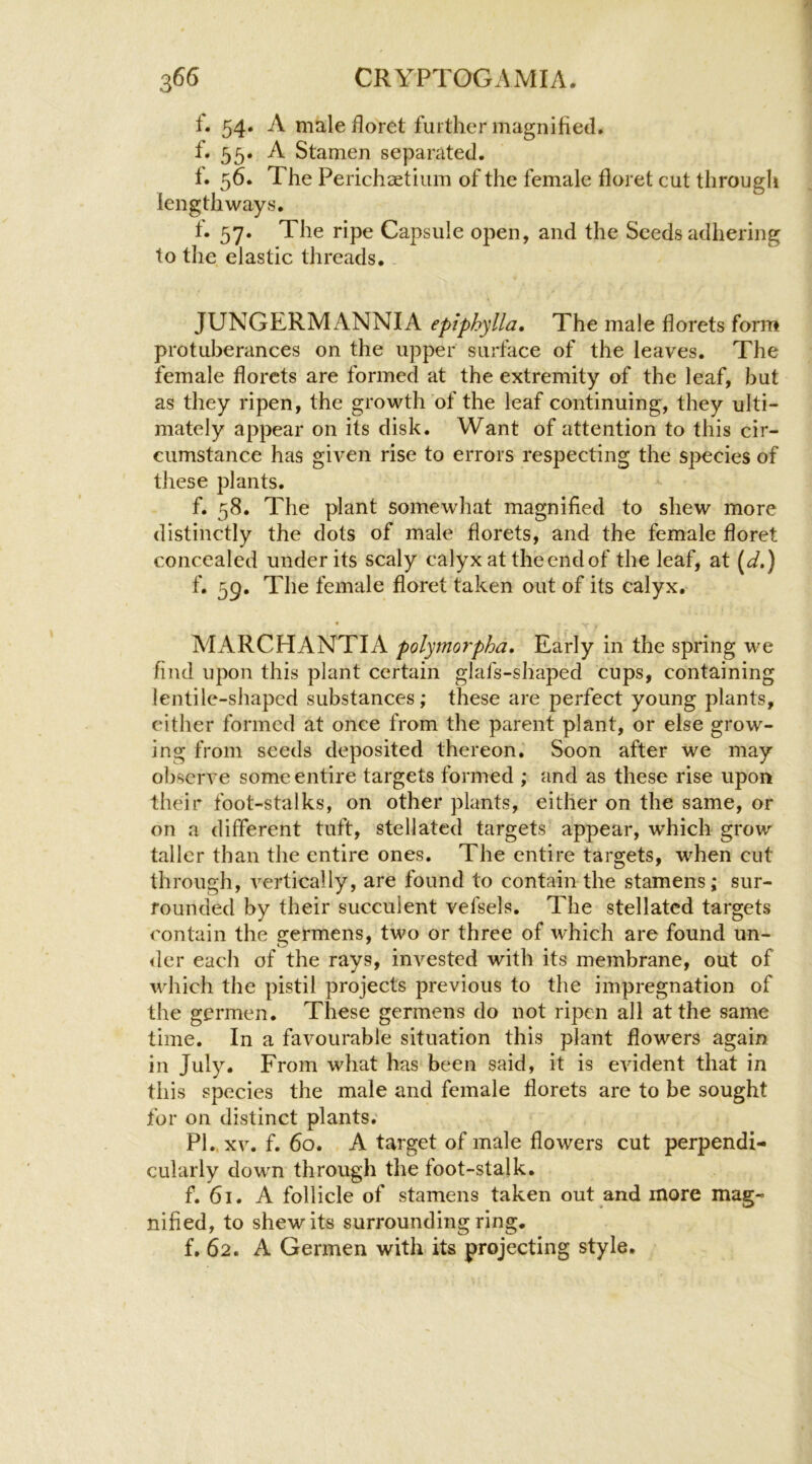 i, 54. A male floret further magnified. f. 55. A Stamen separated. f. 56. The Perichaetiuin of the female floret cut through lengthways. f. 57. The ripe Capsule open, and the Seeds adhering to the elastic threads.. JUNGERM ANNIA epiphylla. The male florets form protuberances on the upper surface of the leaves. The female florets are formed at the extremity of the leaf, but as they ripen, the growth of the leaf continuing, they ulti- mately appear on its disk. Want of attention to this cir- cumstance has given rise to errors respecting the species of these plants. f. 58. The plant somewhat magnified to shew more distinctly the dots of male florets, and the female floret concealed under its scaly calyx at the end of the leaf, at [d.) f. 59. The female floret taken out of its calyx. « AiARCHANTIA polymorpha. Early in the spring we find upon this plant certain glafs-shaped cups, containing lentile-shaped substances; these are perfect young plants, cither formed at once from the parent plant, or else grow- ing from seeds deposited thereon. Soon after We may observe some entire targets formed ; and as these rise upon their foot-stalks, on other plants, either on the same, or on a different tuft, stellated targets appear, which grow taller than the entire ones. The entire targets, when cut through, vertically, are found to contain the stamens; sur- rounded by their succulent vefsels. The stellated targets contain the germens, two or three of which are found un- der each of the rays, invested with its membrane, out of which the pistil projects previous to the impregnation of the germen. These germens do not ripen all at the same time. In a favourable situation this plant flowers again in July. From what has been said, it is evident that in this species the male and female florets are to be sought for on distinct plants. PI.. XV. f. 60. A target of male flowers cut perpendi- cularly down through the foot-stajk. f. 61. A follicle of stamens taken out and more mag- nified, to shew its surrounding ring. f. 62. A Germen with its projecting style.