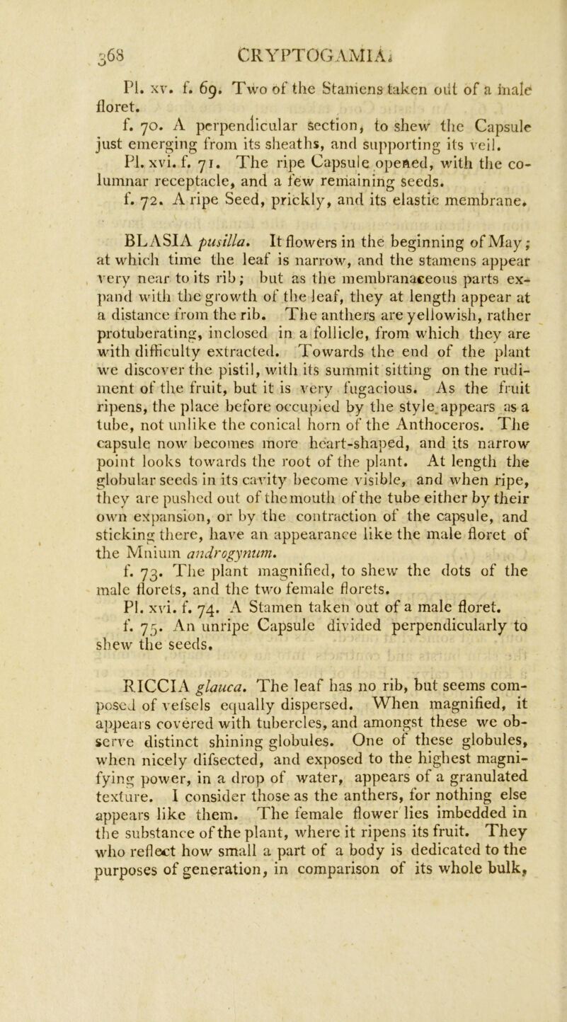 PI. XV. f. 69. Two of the Stamens taken oiit of a male floret. f. 70. A perpendicular Section, to shew the Capsule just emerging from its sheaths, and supporting its veil. PI, xvi. f. 71. The ripe Capsule opened, with the co- lumnar receptacle, and a few remaining seeds. f. 72. A ripe Seed, prickly, and its elastic membrane, BLASIA piisilla* It flowers in the beginning of May; at which time the leaf is narrow, and the stamens appear very near to its rib; but as the membranaceous parts ex- pand with the growth of the leaf, they at length appear at a distance from the rib. The anthers are yellowish, rather protuberating, inclosed in a follicle, from which they are with difficulty extracted. Towards the end of the plant we discover the pistil, with its summit sitting on the rudi- ment of the fruit, but it is very fugacious. As the fruit ripens, the place before occupied by the style.appears as a tube, not unlike the conical horn of the Anthoceros. The capsule now becomes more heart-shaped, and its narrow point looks towards the root of the plant. At length the globular seeds in its cavity become visible, and when ripe, they are pushed out of the mouth of the tube either by their own expansion, or by the contraction of the capsule, and sticking there, have an appearance like the male floret of the Mniuin androgynum* f. 73. The plant magnified, to shew the dots of the male florets, and the two female florets. PI. xvi. f. 74. A Stamen taken out of a male floret, f. 75. An unripe Capsule divided perpendicularly to shew the seeds, RICCIA glauca. The leaf has no rib, but seems com- posed of vefsels equally dispersed. When magnified, it appears covered with tubercles, and amongst these we ob- serve distinct shining globules. One of these globules, when nicely difsected, and exposed to the highest magni- fying power, in a drop of water, appears of a granulated texture. 1 consider those as the anthers, for nothing else appears like them. The female flower lies imbedded in the substance of the plant, where it ripens its fruit. They who reflect how small a part of a body is dedicated to the purposes of generation, in comparison of its whole bulk,