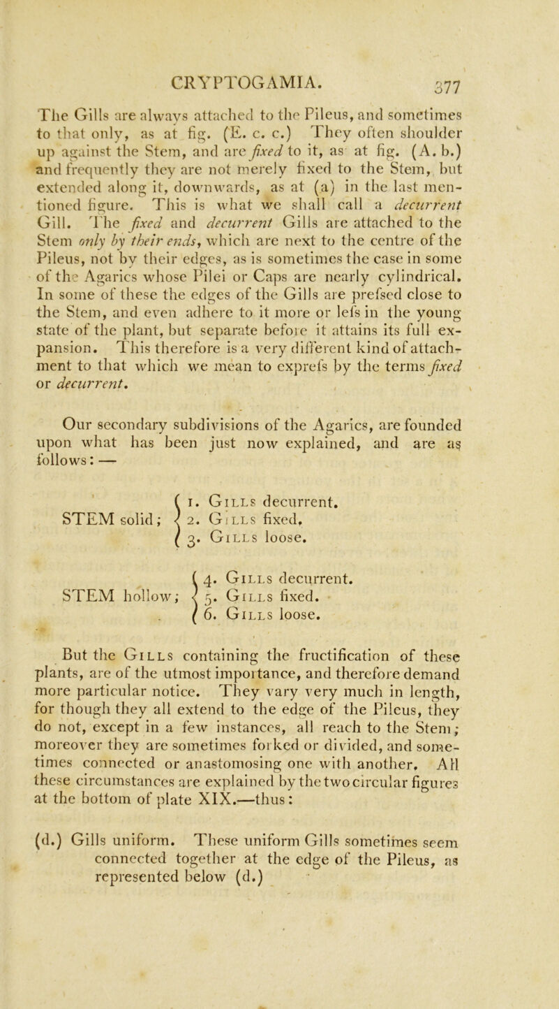 The Gills are always attached to the Pileus, am! sometimes to that only, as at fig. (E. c. c.) They often shoulder up against the Stem, and are fixed to it, as at fig. (A. b.) and frequently they are not merely fixed to the Stem, but extended along it, downwards, as at (a) in the last men- tioned hgure. This is what we shall call a deciirrent Gill. The fixed and decurrent Gills are attached to the Stem only by their ends, which are next to the centre of the Pileus, not by their edges, as is sometimes the case in some of the Agarics whose Pilei or Caps are nearly cylindrical. In some of these the edges of the Gills are prefsed close to the Stem, and even adhere to it more or lefs in the young- state of the plant, but separate befoie it attains its full ex- pansion. This therefore is a very different kind of attach- ment to that which we mean to exprefs by the terms fixed or decurrent, ' Our secondary subdivisions of the Agarics, are founded upon what has been just now explained, and are follows: — ( I. Gills decurrent. STEM solid; <2. Gills fixed, ( 3. Gills loose. (4. Gills decurrent. STEM hollow; < 5. Gills fixed. ( 6. Gills loose. I But the Gills containing the fructification of these plants, are of the utmost importance, and therefore demand more particular notice. They vary very much in length, for though they all extend to the edge of the Pileus, they do not, except in a few instances, all reach to the Stem; moreover they are sometimes forked or divided, and some- times connected or anastomosing one with another. All these circumstances are explained by the two circular figures at the bottom of plate XIX.—thus: (d.) Gills uniform. These uniform Gills sometimes seem connected together at the edge of the Pileus, as represented below (d.)
