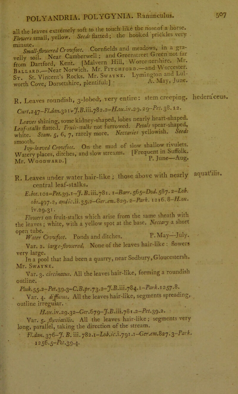 all the leaves extremely soft to the touch like the nose.of a horse. Flowers small, yellow. Seeds flatted; the hooked prickles very mmSmall-flowered Crowfoot. Cornfields and meadows, in a gra- velly soil. Near Camberwell; and Greenstreet Green not far from Dartford, Kent. [Malvern Hill, Worcestershire. Mr. Ballard.—Near Norwich. Mr. Pitchford.—and Worcester. St. St. Vincent’s Rocks. Mr. Swayne. Lymington and Lul- worth Cove, Dorsetshire, plentiful:] - A- May, June. R. Leaves roundish, 3-lobed*, very entire: stem creeping, hederaceus. Curt.2£]-FlJan.32i'-rJ.B.ni.']%2.2~H.ox.\v jig.29-Pet. 38.12. Leaves shining, some kidney-shaped, lobes nearly heart-shaped. Leaf-stalks flatted. Fruit-stalks not furrowed. _ Petals spear-shaped, white. Siam. 5, 6, 7, rarely more. Nectaries yellowish. Seeds Ivy-leaved Crowfoot. On the mud of slow shallow rivulets. Watery places, ditches, and slow streams. [Frequent in Suffolk. Mr. Woodward.1 P. June-Aug. R. Leaves under water hair-like ; those above with nearly an 1a it-, central leaf-stalks. E.bot.ioi-Pet.^g.i-J. B. iii.781. 1 -Barr. 565-Dod. 587. 2-Lob. obs.^97.2, andic.'u.^5.2-Ger.em.82g.2-Park. 1216.8-H.ox. iv.29.31. Flowers on fruit-stalks which arise from the same sheath with the leaves; white, with a yellow spot at the base. Nectary a short open tube. _ ,, . . 1 Water Crowfoot. Ponds and ditches. P. May July. Var. 2. large-flowered. None of the leaves hair-like : floweis very large. , In a pool that had been a quarry, near Sodbury,Glouccstersn. Mr. Swayne. Var. 3. circinatus. All the leaves hair-like, forming a roundish outline. Pluk. 55.2-Pet.39.s-C.B.pr.ys^-J.B. iii. 784. i-ParLi 257.8. Var. 4. dijfusus. All the leaves hair-like, segments spreading, outline irregular. • H.Qx.iv.29.^2-Ger.6y9-J.B.ui.yS 1.2-Pet. 39.2. Var. 5. fluviatilis. All the leaves hair-like; segments very long, parallel, taking the direction of the stream. Fl.dan. 376-7. B. iii. 7S2.1-L0b.icA.791 A-Ger.em.S27. 3-Fark. 1256.5-/^.39.4.
