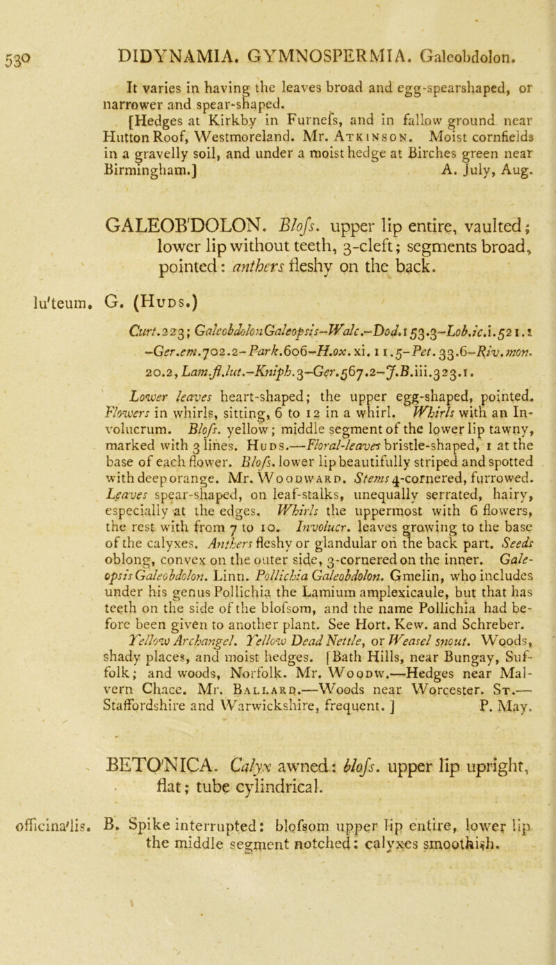 It varies in having the leaves broad and egg-spearshaped, or narrower and spear-shaped. [Hedges at Kirkby in Furnefs, and in fallow ground near Hutton Roof, Westmoreland. Mr. Atkinson. Moist cornfields in a gravelly soil, and under a moist hedge at Birches green near Birmingham.] A. July, Aug. GALEOB'DOLON. BIoJs. upper lip entire, vaulted; lower lip without teeth, 3-cleft; segments broad, pointed: anthers fleshy on the back. lu'teum. G. (H UDS.) Curt.223; GalcobdolonGaleopsis-Walc .~F)od. 153.3—L0&/VJ.521.1 -Ger.em. 702.2-Park.606-H.ox.x1.11.5- Pet. 3 3.6-fy‘v. mon. 2 o. 2, La m .fl. lut.-Kniph. 3~Gc r. 5 6 7.2-J. B. i i i. 3 2 3.1. Lower leaves heart-shaped; the upper egg-shaped, pointed. Flowers in whirls, sitting, 6 to 12 in a whirl. Whirls with an In- volucrum. Blofs. yellow; middle segment of the lower lip tawny, marked with 3 lines. Huds.—Floral-leaves bristle-shaped, 1 at the base of each flower. Blofs. lower lip beautifully striped and spotted with deep orange. Mr. Woodward. Stems ^-cornered, furrowed. Leaves spear-shaped, on leaf-stalks, unequally serrated, hairy, especially at the edges. Whirls the uppermost with 6 flowers, the rest with from 7 to 10. Involucr. leaves growing to the base of the calyxes. Anthers fleshy or glandular on the back part. Seeds oblong, convex on the outer side, 3-corneredon the inner. Gale- opsisGalcobdolon. Linn. Follichia Galcobdolon. Gmelin, who includes under his genus Pollichia the Lamium amplexicaule, but that has teeth on the side of the blofsom, and the name Pollichia had be- fore been given to another plant. See Hort. Kew. and Schreber. Yellow Archangel. Yellow Dead Nettle, or Weasel snout. Woods, shady places, and moist hedges. [ Bath Hills, near Bungay, Suf- folk; and woods, Norfolk. Mr. Woodw.—Hedges near Mal- vern Cliace. Mr. Ballard.—Woods near Worcester. St.—- Staffordshire and Warwickshire, frequent. ] P. May. BETQ'NICA. Calyx awned: blofs. upper lip upright, flat; tube cylindrical. ofTicina'iis. B. Spike interrupted: blofsom upper lip entire, lower lip the middle segment notched: calyxes smoothhh.