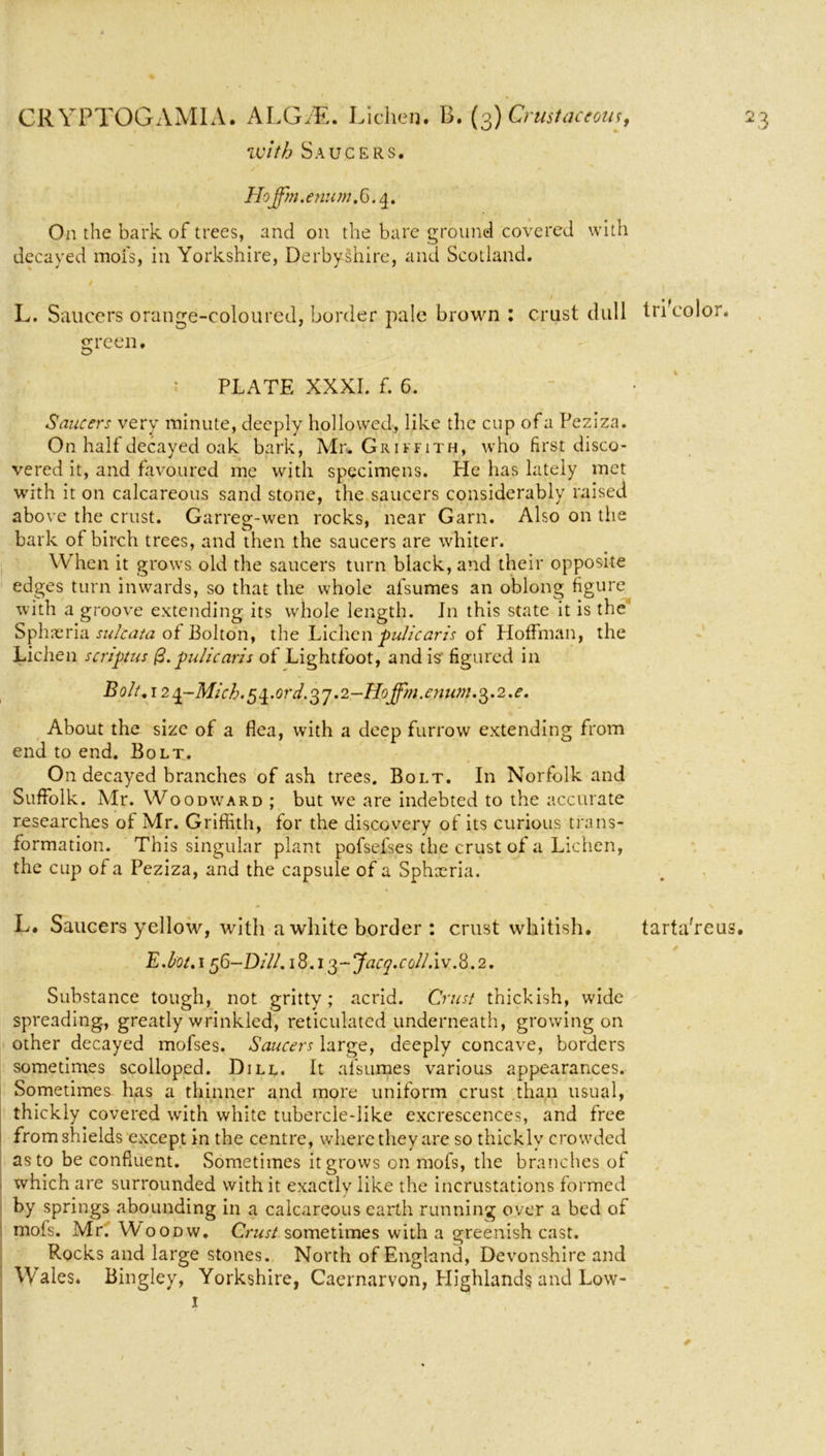 with Saucers. Hojfm.enum. 6.4. On the bark of trees, and on the bare ground covered with decayed mofs, in Yorkshire, Derbyshire, and Scotland. L. Saucers orange-coloured, border pale brown : crust dull tricolor, green, ' PLATE XXXI. f. 6. • Saucers very minute, deeply hollowed, like the cup of a Peziza. On half decayed oak bark, Mr. Griffith, who first disco- vered it, and favoured me with specimens. He has lately met with it on calcareous sand stone, the saucers considerably raised above the crust. Garreg-wen rocks, near Garri. Also on the bark of birch trees, and then the saucers are whiter. When it grows old the saucers turn black, and their opposite edges turn inwards, so that the whole afsumes an oblong figure wi th a groove extending its whole length. In this state it is the Sphieria sulcata of Bolton, the Lichen pulicaris of Hoffman, the Lichen script us (3.puhcaris of Lightfoot, and is figured in Bolt, i2±~Mich.5±.ord.%r].2-Hojfm.e?ium.Q).2.e. About the size of a flea, with a deep furrow extending from end to end. Bolt. On decayed branches of ash trees. Bolt. In Norfolk and Suffolk. Mr. Woodward ; but we are indebted to the accurate researches of Mr. Griffith, for the discovery of its curious trans- formation. This singular plant pofsefses the crust of a Lichen, the cup of a Peziza, and the capsule of a Sphxria. L. Saucers yellow, with a white border : crust whitish. tarta'reus. * \ , E.bot.i 56-Dill. i8.i$-Jacg.col/.iv.8.2, Substance tough, not gritty; acrid. Crust thickish, wide spreading, greatly wrinkled, reticulated underneath, growing on other decayed mofses. Saucers large, deeply concave, borders sometimes scolloped. Dill. It afsumes various appearances. Sometimes has a thinner and more uniform crust than usual, thickly covered with white tubercle-like excrescences, and free from shields except in the centre, where they are so thickly crowded as to be confluent. Sometimes it grows on mofs, the branches of which are surrounded with it exactly like the incrustations formed by springs abounding in a calcareous earth running over a bed of mofs. Mr. Woodw, Crust sometimes with a greenish cast. Rocks and large stones. North of England, Devonshire and Wales. Bingley, Yorkshire, Caernarvon, Highlands and Low- 1