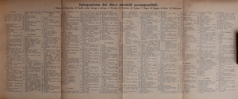 1° Naso. 2° Orecchio. 3° Cavità orale, faringe e laringe. 4 Occhio. 5° Folmoni. 6° Cuore, 7° Capo. 8° Fegato. 9° Reni. 10° Stomaco 1° Il Naso. La vista esteriore ilei naso è seguita, dall' altra parte, dalla parete sinistta della fossa nasale, tapezzata dalla mucosa, coi cornetti nasali. 1 Sinuosità frontale. 2 Osso nasale. 8 Sezione del labbro supe- 4 Volta palatina col canale naso palatino. 5 Cornetto superiore ilei 7 Coi Meato superiore fra la 5» e 0» medio fra la 0® e 7®, inferiore fra la 7» e 4» fossa nasale. La figura seguente mostra la umeosa tra le fosse nasali. 8 Ramificazioni- del nervo olfattivo nella mucosa. ‘J Nervo sensitivo del tra- 1 messo delle fosse nasali. 1 10 Nervo naso palatino. 11 rovescio mostra la com- 1 posizione del tramezzo • Ielle fosse nasali d'osso o di cartilagine (come si vede dopo aver levato la mucosa). 11 Cartilagine del tramezzo delle fosse nasali. 12 Vomere. 13 Lama perpendicolare del- l’etmoide. 14 Setto membranoso. Segue la parete esterna (destra) dell*- fosse nasali dopo aver levato i cor- netti del naso. Si conoscono già le cifre. Il rovescio mostra le carti- lagini del naso, ló Cartilagine triangolare del 10 Cartilagine del tramezzo del naso. 17 Cartilagine dell’ ala del naso. 15 Tegumento cutaneo. 19 Osso nasale. Il fondo mostra il tramezzo I Cavità sfenoidale. Cervello anteriore. ! Lingua. ì Gola. t Prolungamento cervicale. i Mascella superiore. i Osso malore. i Mascella inferiore. > Orbite. ) Sfenoide. i Gruppo cranico anteriore dell osso frontale. 2° L’orecchio. 1 II padigliono dell' orec- chio. - Sezione della parotide. i Parte cartilaginosa del condotto uditivo esterno. 4 Condotto uditivo esterno. a Sua parte ossea. 8 Martello (testa). 7 Incudine. 3 Staffa. 8 Timpano (in sezione). 3 Cassa del timpano. 1 Volta della cassa del tim- 2 Capsula ossea del labi- rinto. » Lumaca. 4 Vestibolo. 5 Canale semicircolare. 6 II labirinto osseo aperto. 7 II labirinto membranoso coi canali semicircolari membranosi e i 8 due sacchetti membranosi. 9 Testa del martello visto dalla cassa del timpano. U Lunga apotìsi del mar- tello. 1 Manico del martello. Corpo dell’ incudine. 3 Membrana del timpano vista per di dietro. 14 Membrana del timpano vista dal condotto uditivo. Per orientarsi sulla posi- zione complicata delle diverse parti dell’ organu della vista è necessario comparare le parti 9® e 13® del modello del capo, rappresentato in altri piani. 3° Cavità orale con faringe e laringe. Denti: 1, 1, 1. 1. denti incisivi in- feriori ‘2, 2, 2, 2, superiori 3, 3, 3, 3, i quattro canini. , 4,4, 4, 4, 4, 4, 4,'4, denti mas- ! ; cellari. 5? 5* 5* 5* 5 7 J '*en^ molari. 1 Velo del palato. 2 Ugola. 3 Arco palato-glossu. 4 Arco palato faringeo. 5 Amigdale sinistra. 6 Istmo faringeo. 7 Liugua. Allacavitàorales'aggiunge ; in basso la laringe con l’origine della trachea. S Legamento tiro-ioidoo. 9 Cornea della tiroide. 10 Tiroide. 11 Cartilagine cricoidea. 12 Legamento crico - tiroi- deo. 13 Cartilagine della trachea. II rovescio del foglio mostra la faringe e la laringe per ili dietro. L’epiglottide, mobile, | chiude l'orificio superiore della laringe ciò che j avviene normalmente ad ogni movimento della deglutizione. 14 Tramezzo delle l'osso nasali (dietro). 15 Cornetto media del naso, lfi Cornetto inferiore del naso. 17 Muscolo dell’ ugola. 18 Tensore del palato. 19 Elevatore del velo palatino. ; 20 Muscolo palato faringeo. 21 Apofìse pterioidee dello sfenoide. 22 Muscolo pterigo-faringeo. 23 Epiglottide. 21 Orificio superiore della ; • _ laringe. 25 Laringe. : 26 Baia periforme. 27 Cartilagine di Wrisberg. 28 Cartilagine di Snntorini. 29 Esofago (aperto). 30 Trachea. 31 Imagine del laringoscopo ' j nella respirazione trau- ' quii la. 8 Epiglottide. Fessura vocale. 4 Legamenti inferiori della 3 glottide. 15 Legamenti superiori della I glottide. | Cartilagine di Wrisberg. 7 Cartilagine di Santorini. 8 Baia piriforme. M Imagine della parete 5 posteriore della laringe e . della trachea al laringa- li scopo. 0 Bronco sinistro. I Bronco destro. 1 Imagine del laringoscopo al principio d'un suono, li Sul rovescio si vedono i I muscoli del retro bocca, jil’esofago e la trachea dopo aver levato la colonna 1 vertebrale. 3 Restringitore della faringe «superiore. * Restringitore della faringe ! 2 inedia. 9 Restringitore della faringe . inferiore. 6 Cornetti della tiroide. t Tiroide. 8 Esofago, fi Trachea. IjSul fondo si vede la parete } anteriore del retro bocca. 0 Apertura posteriore delle n fosse nasali con i cornetti ■idei naso. u Sbocco faringeo della •j tromba d’Eustacchio. 3 Piega della trombe d’Eu- J stacchio. 9 Fossa di Kosenmueller. 4 Velo palatino. Q Istmo della gola. Lingua. Guscio cartilaginoso. B a) corno superiore. I b) come interiore. 8 Anello cartilaginoso. 8 Brocca cartilaginosa. 9 Epiglottide. I| Trachea. lontre il modello della testa dà uno schema laterale del globo dell' occhio coi suoi muscoli, <• una sezione verti- cale (sagittale), qui si vedeno tutte le parti importanti del- l’occhio successivamente, da- vanti • • di dietro. Non fu possibile rappresentare plasti- camente la lente. 1 Muscolo orbicolnre delle palpebre. 2 Legamentotarsosuperiore. 3 Legamente tarso inferiore. 4 Cartilaginetarsosuperiore. 5 Cartilagine tarso inferiore. 6 Glaudula lacrimale. 7 Sbocco del condotto glandolare di Meibomius. 8 Punto lugrimale. 9 Condotto lugrimale. lagriniale I ‘}0||,° la Iera‘a 11 Canale f lle'la. P“retc nasale. I ”“terl0re- 12 Congiuntiva. 13 Sbocco del condotto escre- tore della gianduia lagri- male. 14 dandole di Meibomius. 15 Muscolo destro superiore dell’ occhio. 16 Muscolo destro esterno dell’ occhio. 17 Muscolo destro inferiore dell’ occhio. 18 Muscolo destro interno dell’ occhio. 19 Cornea dell’ occhio con l'iride,dietro, che circonda la pupilla. 20 Sclerotica. 21 Corpo vitreo (rappresen- tato con lo specchio di | Santa Maria). ' 22 Iride col corpo cibario circondante. 23 Retina con l’inserzione del nervo • ittico i vasi del fondo dell’ occhio. Si vede solamente la metà esterna della retina, per mostrare a sinistra (del lettore) la. i 24 Metà interna della tonica I vascolare. | 25 Muscolo grande obbliquo ' dell’ occhio. 26 Muscolo piccolo obbliquo dell’ occhio. 27 Nervo ottico dopo la sua sortita dal. I 28 Foro ottico. i Volta dell’ orbita. • Pavimeuto dell' orbita. Fessura orbitaria supe-. riore. ! Fessura orbitariainfcriore.. I Restringitore del naso. : Abbassatore delle ali ilei naso. • Elevatore del labbro j superiore. i l due muscoli dell’ arcata zigomatica. ) Conchiglie dell' orecchio.1 ) Osso nasale. Ramo della mascella j superiore, ì Cavità nasale. > Muscolo frontale. Muscolo temporale. 5° I Polmoni. I Ioide. ì Tiroide. > Anello cartilaginoso. L Trachea con cartilagine. ' > Bronco destro. ì Bronco sinistro. : Epiglottide. i Cartilagine di Wrisberger. I • Cartilagine di Santorini. j i Muscolatura dell’ epi- glottide. Parte membranosa della Trachea. ! Brocca cartilaginosa. I Superficie esterna del pol- mone destro. Le linee noligomali mo- strano i limiti dei lobi polmonari. a) lobo polmonare supe- riore. b) lobo polmonare medio. c) „ inferiore. 1 Superficie esterna del pol- mone sinistro. a) lobo polmonare supe- riore. b) lobo polmonare in- feriore. S) Apice polmonare. B) Base polmonare, i Parte media della pleura polmonare. i Arteria oolmonare (blau). r Vene polmonari (rosse), i Polmoni riempiti aisaugue diramazioni della tra- j cl ia appaiono in sezioni | re onde e ovali. 6 Il cuore. entricolo destro. r sinistro. ! na stomatica, na coronaria sinistra. 1 utricolo destro, naie destro del cuore, na cava (?)• , superiore. , anomina destra. : clavicolare destra, comune destra della , gola, anonima. clavicolare sinistra. ' comune sinistra Iella gola. 12 A 13 A 14 Ci 15 A 16 O 17 Ai 18 A 19 Ci 20 Ei co 23 Vi 24 Pi 25 Ti 26 V 1’ 27 V; 28 M 29 F< CC n: II girar rta. feria anonima destra, itide destra, ria clavicolare destra, otide sinistra. ;*ri;i clavicolare sinistra, cria polmonare, ita destra del cuore, trata nell' arteria pol- 21 Ti miezzo fra i due ventri- ntricolo sinistro. (vola a due lembi. :0 muscolare, lini per le valvole. I vele semicircolare del- teria polmonare. ola a tre lembi, scoli papillari. .setta ovale del ventri- 3 destro. loco della vena coro- itibolo. delle veue poi-, 25 naie del cuore sinistro. I 20 27 capo (vista laterale). imo rivolto chobisogna j 30 a sinistra, mostra sul io. j 31 muscolo orbieolare del- i 32 :hio. 133 2 La muscolatura dell' naso. 3 II condotto uditivo osseo. Il rivolto seguente, si volta pure a siuistra. 4 Muscolo temporale. 3 Parte del» . , . .. lr„> “Paf ; » “i H del- VomettoJlorbltn' Le cilTre seguenti servono nello stesso tempo diguida por la continuazione del- l’esarue dei diversi rivolti. 7 Arcata zigomatica. 3 Apofìse mastoYdea. ) La membrana del timpano che forma il condotto uditivo osseo; si vede per traverso il manico del martello. ) Il martello t ved.l!*i <talla 1 L'Incudine | Kanti di:l ’ timpano. J Origine della tromba d’Eustacchio. 5 Parete posteriore della cavità del timpano (in alto la finestra ovale, in basso la rotonda). t Squamala temporale, ì Grande ala dello sfenoide. i Grande muscolo obbliquo dell’ occhio. Muscolo destro superiore dell’ occhio. i Muscolo destro esterno dell’ occhio. Fra questi due si vede il muscolo destro interno dell’ occhio. • Muscolo destro inferiore dell’ occhio. • Muscolo obbliquo inferiore dell’ occhio. Lente dell’ occhio ! Corpo vitreo dell' occhio. 1 Nervo ottico. : Muscolo temporale. Muscolo orbieolare del- l'occhio. Muscolo palpebrale. Orbieolare delle labbra. Muscolo zigomatico. Muscolo risorio. Il gran muscolo della pelle del collo. Genio-glosso. Muscolo triangolare. Bucciuutore. 11? 1 Massetere. i Muscolo sterno - cleido - mastoideo. 1 Trapezio. Il rivolto seguente, come pure quell’ aggiunto, mo- stra i vasi sanguigni. ’ Grande arteria cervicale comune, che si divide all’ altezza del bordo supe- riore della laringe in carotide intcrnaed esterna. Sollevando il piccolo rove- scio si vede: > L’arteria temporale super- ficiale. • L’arteria tiroidea supe- riore clic va alla gianduia tiroide. Gli altri vasi importanti souo: I Arteria mascellare esterna. „ occipitale. 1 ,, facciale obbliquu. I „ mascellare iuterna. „ meningea media. ,, palatina superiore. „ nasale. Rappresenta la più grossa vena del collo, la vena .iugulare e i il nervo facciale, coi suoi tronchi che muovono i muscoli della faccia. Continuando dall’ esterno all' interno noi troviamo una sezione media della testa: i Corpo calloso, unente i due emisferi cerebrali, i Ginocchio del corpo calloso. Becco del corpo calloso. Volta. i Terzo ventricolo cerebrale. Albero della vita del cer- velletto. Ponte di Varolio. ì Prolungamento midollare. l''ossetta crauica anteriore, ì Fossetta cranica media, i Fossetta cranica poste- i Rocca. Cavità sfenoidale. ! Canale del midollo spinale. • Prima vertebra cervicale. : Settima „ „ La tavola mostra inseguito le parti pii» importanti 1 Sezi timi. » Sbod trou » Ugol». higliii respiratorie 19 1 20 superiore del j 21 biglia media. \ 22 biglia inferiore. I 23 in*- delia volta pala- 24 ! 25 !? !¥ ;à naso-faringea, iiù fariugo-laringea. ■ (datura della lingua ioide, ge. lottale. Liga nento superiore. irvello. lobo frontale, parietale, occipitale, riletto. fide col cai Orla i Iute biliare. | 30 della glottide, vista che forma il 31 , si vede la testa ! averla liberata della | 32 parte di ossa. I 33 a dule sublinguale. (daidilla sotto-mascellare uni condotti escretori ■ ù a-iuuiscono. ii<le. 0 II fegato. destro del fegato, sinistro del fegato, anteriore pronunziato posteriore, mento sospensore . Leg: del ; Nastro a corona del fegato, si ica biliare. a montante, della vescic; longitudinale destro, longitudinale siui- obbliquo. destro del legato, sinistro del fegato, quadrato, a spigoli, a papillaria. a coda. Cordone ombelicale. Condotto venoso di Arautius. Vene epatiche. Arterie epatiche. Vena porta del fegato. Condotto epatico. Condotto biliare. Corso biliare. Arterie della vescica biliare. Condotto coronario della faccia inferiore. Lobo sinistro del fegato, superficie. Lobo destro del fegato, sezione, rappresentante i lobi del fegato, non divisi nettamente fra loro. Schema della costruzione d’un lobo del legato. Rami estremi deli’ arteria del fegato. Rami estremi della vena porta. \ Vene del fegato, che vanuo all’ asse d’ogni lobo epa- tico. i Prima origine delle vie biliarie (ductus biliari), i Cellule del fegato. ' Rete capillare venosa. > Cellule epatiche isolate, rappresentate schemati- camente. I Capillari sanguigni. ) Condotto biliare fiuu. . Lobo epatico destro (il fega- to e Io stomaco sono rivolti all’ insù per mostrare la superficie inferiore. ! Lodo epatico sinistro, i Vescica biliare, t Stomaco, i Duodeno, ì Milza. Pancreas. 9° I Reni. Sostanza vascolare, ì Capsule fibrose dei reni, ì Capsule grasse dei reni. : Porte dei reni, i Arteria renale. 1 Vena renale. l Vene delle capsule sopra- renali. 10 Uretra. 11 Capsula grassa rappre- sentata su tutti i rem. 12 Superficie liscia dei reui. 13 Vasi renali terminanti nella sostanza vascolare. 14 Piramidi. 15 Papille renali. 10 Sostanza vascolare. 17 Sezione dei vasi renali. 18 Piccoli calici renali. 19 Grossi calici renali. 20 Bacino renale. 10° Lo stomaco. 1 Esofago. 2 Cardias. 3 Piloro. 4 Fondo dello stomaco. .3 Piccolo curva dello sto-] rauco. 6 Grande curva dello sto! maco. 7 Arco arterioso superiora dello stomaco, formato da ! uua vena stomatica destra e sinistra. 8 Arco arterioso inferiore, pure formato da una vena! stomatica destra e sinistrai 9 Duodeno. 10 Milza. 11 Sismosità della mucosa. \ 12 Parete stomacale, formata dall’ iuterno all’ esterno! delta mucosa, dello strato’ muscolare, del peritoneo/ 13 Sbocca del pancreas nel duodeno. 14 Valvola di kerkring nel duodeno. 15 Parete stomacale poste- riore con vasi sanguigni. 16 Pancreas. 17 Coda del pancreas. 18 Cupo ingrossato del pan- creas. 19 Superfìcie posteriore del pancreas. 20 Bifbrcamento del condotto nel duodeno). 21 Superficie anteriore dello stomaco con nervi e vene. 22 Nervo vago. 23 Plesso gastrico del nervo simpatico.