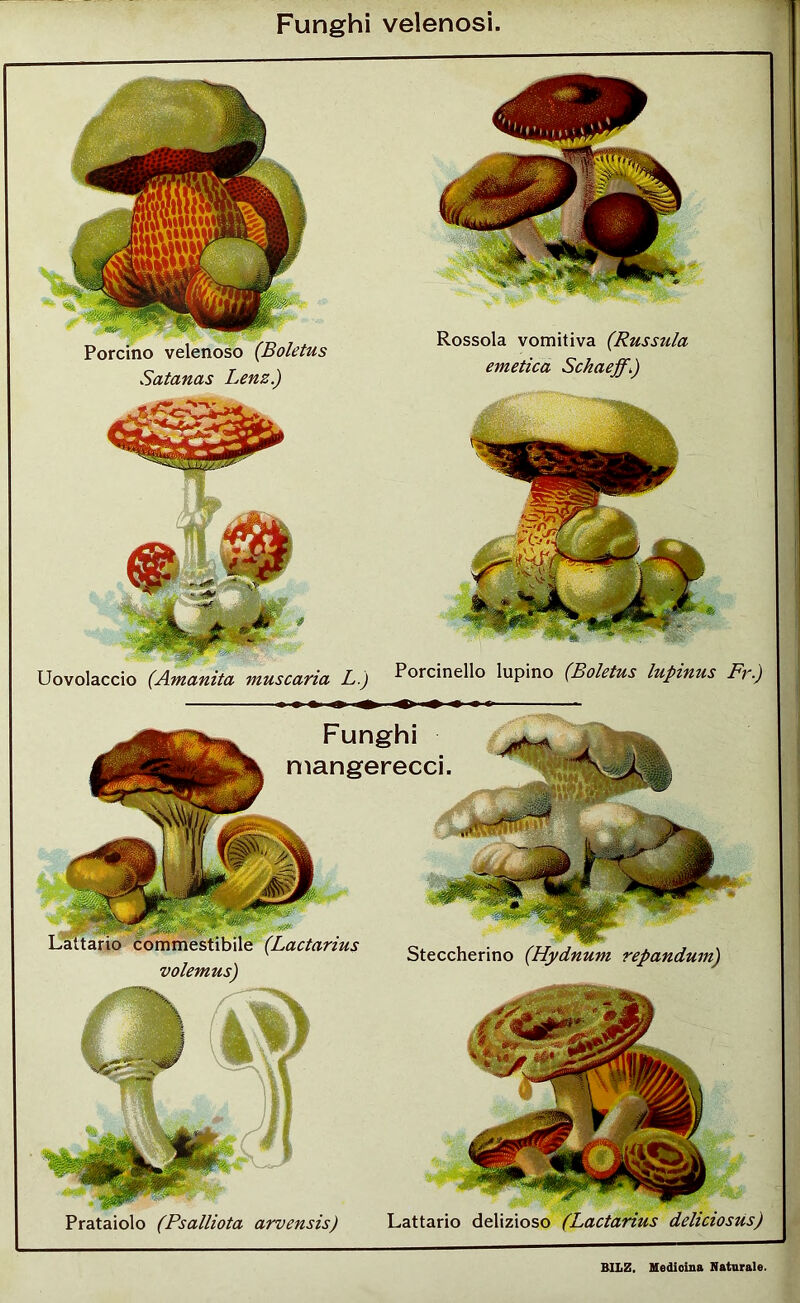 Funghi velenosi. i Rossola vomitiva (Russula emetica Schaeffi) Porcino velenoso (Boletus Satanas Lenz.) Uovolaccio (Amanita viuscaria L.) P°rcinell° lupino (Boletus lupmus Fr.) Funghi mangerecci Lattario commestibile (Lactarius volemus) Steccherino (Hydnum repandum) Prataiolo (Psalliota arvensis) Lattario delizioso (Lactarius deliciosus)