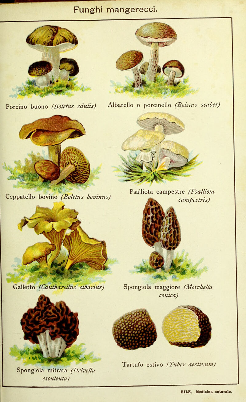 Funghi mangerecci. Porcino buono (Boletus eduhs) Ceppatello bovino (Boletus bovinus) Spongiola mitrata (Helvella esculenta) Albarello o porcinello (Boletus scaber) Psalliota campestre (Psalliota Spongiola maggiore (Morchella conica) Tartufo estivo (Tuber aestivum)