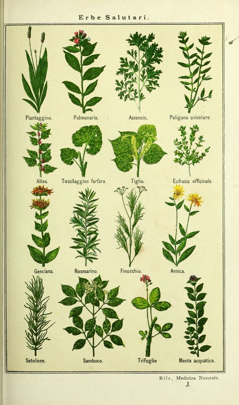 Piantaggine. Altea. Genciana. Polmonaria. Tossilaggine farfara. Sambuco. Assencio. Poligono avicolare. Eufrasia officinale. Arnica. Menta acquatica. Rosmarino. Trifoglio B i 1 z, Medicina Naturale. J.