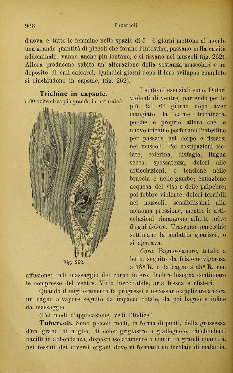 d’uova e tutte le femmine nello spazio di 5—6 giorni mettono al mondo una grande quantità di piccoli che forano l’intestino, passano nella cavità addominale, vanno anche più lontano, e si fissano nei muscoli (fig. 262). Allora producono subito un’ alterazione della sostanza muscolare e un deposito di sali calcarei. Quindici giorni dopo il loro sviluppo completo si rinchiudono in capsule, (fig. 262). rr ... . „ I sintomi esenziali sono. Dolori Trichine m capsule. . . x. ... ; , /inn . .. , . , , . violenti di ventre, partendo per lo più dal 6° giorno dopo aver mangiato la carne trichinata, poiché è proprio allora che le nuove trichine perforano l’intestino per passare nel corpo e fissarsi nei muscoli. Poi costipazioni iso- late, colerina, disfagia, lingua secca, spossatezza, dolori alle articolazioni, o tensione nelle braccia e nelle gambe; enfiagione acquosa del viso e delle palpebre; poi febbre violente, dolori terribili nei muscoli, sensibilissimi alla menoma pressione, mentre le arti- colazioni rimangono affatto prive d’ogni dolore. Trascorse parecchie settimane la malattia guarisce, o si aggrava. Cura. Bagno-vapore, totale, a letto, seguito da frizione vigorosa a 18° R. o da bagno a 25° R. con allusione ; indi massaggio del corpo intero. Inoltre bisogna continuare le compresse del ventre. Vitto ineccitabile, aria fresca e clisteri. Quando il miglioramento fa progressi è necessario applicare ancora un bagno a vapore seguito da impacco totale, da poi bagno e infine da massaggio. (Pei modi d’applicazione, vedi l’Indice.) Tubercoli. Sono piccoli modi, in forma di punti, della grossezza d’un grano di miglio, di color grigiastro o giallognolo, rinchiudenti bacilli in abbondanza, disposti isolatamente o riuniti in grandi quantità, nei tessuti dei diversi organi dove vi formano un focolaio di malattia.