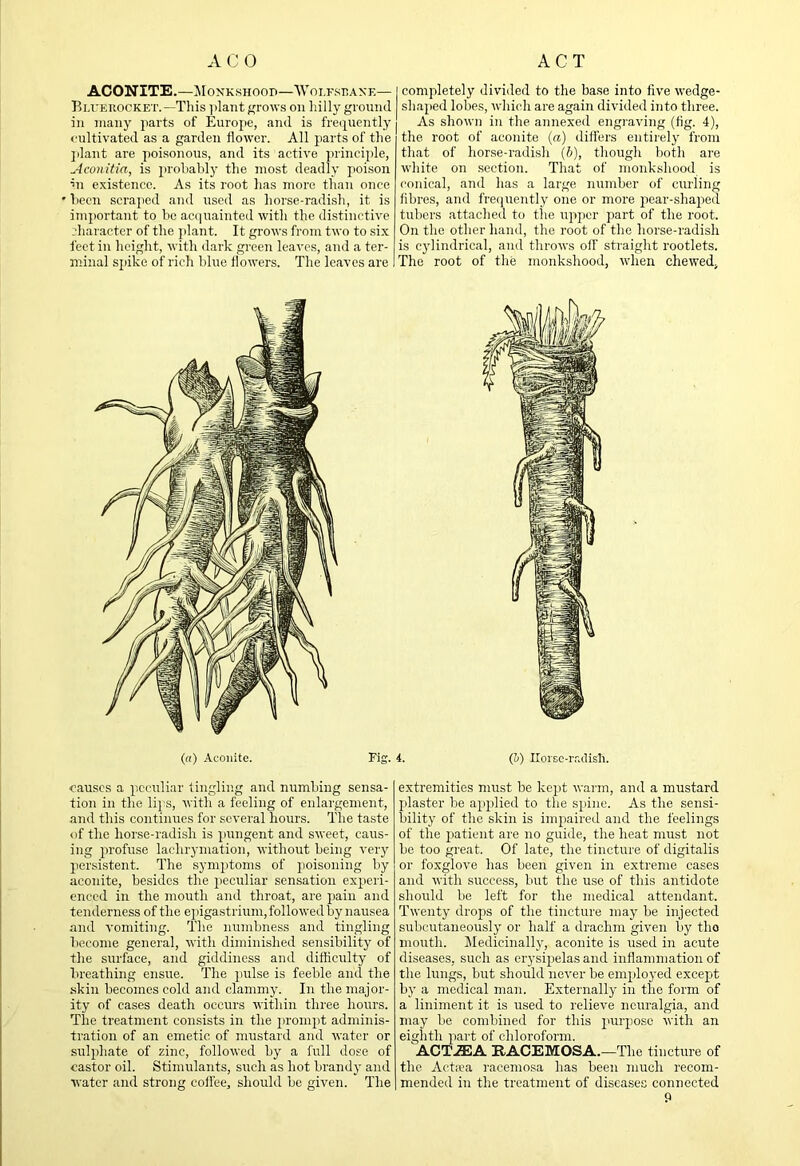 ACONITE.—Monkshood—Woi.fsdanf.— Blferocket.—This ]>lant f^rows on hilly groinul in many parts of Europe, and is freituently cultivated as a garden flower. All parts of the ])lant are poisonous, and its active principle, Aconitia, is probably the most deadly poison ’ll existence. As its root has more than once been scraped and used as horse-radish, it is important to be acquainted with the distinctive character of the plant. It grows from two to six feet in height, with dark green leaves, and a ter- minal sj)ike of rich blue flowers. The leaves are completely divided to the base into five wedge- shaped lobes, which are again divided into three. As shown in the annexed engraving (fig. 4), the root of aconite (a) difiers entirely from that of horse-radish (&), though both are white on .section. That of monkshood is conical, and has a large number of curling fibres, and frequently one or more pear-shaped tubers attacherl to the upper part of the root. On the other hand, the root of the horse-radish is cylindrical, and throws off straight rootlets. The root of the monkshood, when, chewed, («) Aconite. Fig. causes a peculiar tingling and numbing sensa- tion in the lips, with a feeling of enlargement, and this continues for several hours. The taste of the horse-radish is pungent and sweet, caus- ing profuse lachryIllation, without being very piersistent. The symptoms of poisoning by aconite, besides the peculiar sensation expieri- eneed in the mouth and throat, are pain and tenderness of the epigastrium, followed by nausea and vomiting. The numbness and tingling become general, with diminished sensibility of the surface, and giddiness and difficulty of breathing ensue. The i>ulse is feeble and the .skin becomes cold and clammy. In the major- ity of cases death occurs within three hours. The treatment consists in the prompt adminis- tration of an emetic of mustard and water or sulphate of zinc, followed by a full dose of castor oil. Stimulants, such as hot brandj- and water and strong coffee, should be given. The 4. (h) Ilorsc-r.'ulisli. extremities must be kept warm, and a mustard pilaster be apiplied to the spiine. As the sensi- bility of the skin is impaired and the feelings of the patient are no guide, the heat must not be too great. Of late, the tincture of digitalis or foxglove has been given in extreme cases and with success, but the use of this antidote should be left for the medical attendant. Twenty dropis of the tincture may be injected subcutaneously or half a drachm given by tho mouth. Medicinallv, aconite is used in acute diseases, such as erysip^elas and inflammation of the lungs, but should never be empdoyed except by a medical man. Externally in the form of a liniment it is used to relieve neuralgia, and may be combined for this p'urpiose with an eighth piart of chloroform. ACT.31A EACEMOSA.—The tincture of the Actiea I'acemosa has been much recom- mended in the treatment of diseases connected p