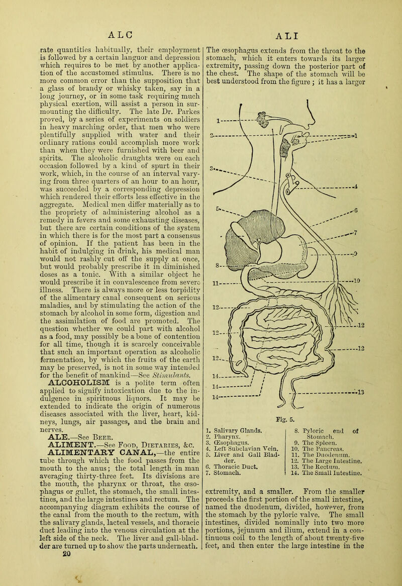 rate quantities habitually, their employment is followed by a certain languor and depression which requires to he met by another applica- tion of the accustomed stimulus. There is no more common error than the supposition that a glass of brandy or whisky taken, say in a long journey, or in some task requiring much physical exertion, will assist a person in sur- mounting the difficulty. The late Dr. Parkes proved, by a series of experiments on soldiers in heavy marching order, that men who were plentifully supplied with water and their ordinary rations could accomplish more work than when they were furnished with beer and spirits. The alcoholic draughts were on each occasion followed by a kind of spurt in their work, which, in the course of an interval vary- ing from three quarters of an hour to an hour, was succeeded by a corresponding depression which rendered their efforts less effective in the aggregate. Medical men differ materially as to the propriety of administering alcohol as a remedy in fevers and some exhausting diseases, hut there are certain conditions of the system in which there is for the most part a consensus of opinion. If the patient has been in the habit of indulging in drink, his medical man would not rashly cut off the supply at once, but would probably prescribe it in diminished doses as a tonic. With a similar object he would prescribe it in convalescence from severe illness. There is always more or less toiqiidity of the alimentary canal consequent on serious maladies, and by stimulating the action of the stomach by alcohol in some form, digestion and the assimilation of food are promoted. The question whether we could part with alcohol as a food, may possibly be a bone of contention for all time, though it is scarcely conceivable that such an important operation as alcoholic fermentation, by which the fruits of the earth may be preserved, is not in some way intended for the benefit of mankind—See Stimulants. AXiCOHOLISM is a polite term often applied to signify intoxication due to the in- dulgence in spirituous liquors. It may be extended to indicate the origin of numerous diseases associated with the liver, heart, kid- neys, lungs, air passages, and the brain and nerves. ALE.—See Beer. ALIMENT.—See Food, Dietaries, &c. ALIMENTARY CANAL,—the entire tube through which the food passes from the mouth to the anus; the total length in man averaging thirty-three feet. Its divisions are the mouth, the pharynx or throat, the oeso- phagus or gullet, the stomach, the small intes- tines, and the large intestines and rectum. The accompanying diagram exhibits the course of the canal from the mouth to the rectum, with the salivary glands, lacteal vessels, and thoracic duct leading into the venous circulation at the left side of the neck. Tlie liver and gall-blad- der are turned up to show the parts underneath. 20 The oesophagus extends from the throat to the stomach, which it enters towards its larger extremity, passing down the posterior part of the chest. The shape of the stomach will be best understood from the figure ; it has a larger Fig. 5. 1. Salivary Glands. 2. Pharynx. 3. Oesophagus. 4. Left Subclavian Vein. 5. Liver and Gall Blad- der. C. Thoracic Duct. 7. Stomach. 8. Pyloric end of Stomach. 9. The Spleen. 10. Tlie Pancreas. 11. Tlie Duodenum. 12. Tlie Large Intestine. 13. The Rectum. 14. The Small Intestine. extremity, and a smaller. From the smaller proceeds the first portion of the small intestine, named the duodenum, divided, however, from the stomach by the pyloric valve. The small intestines, divided nominally into two more portions, jejunum and ilium, extend in a con- tinuous coil to the length of about twenty-five feet, and then enter the large intestine in the <