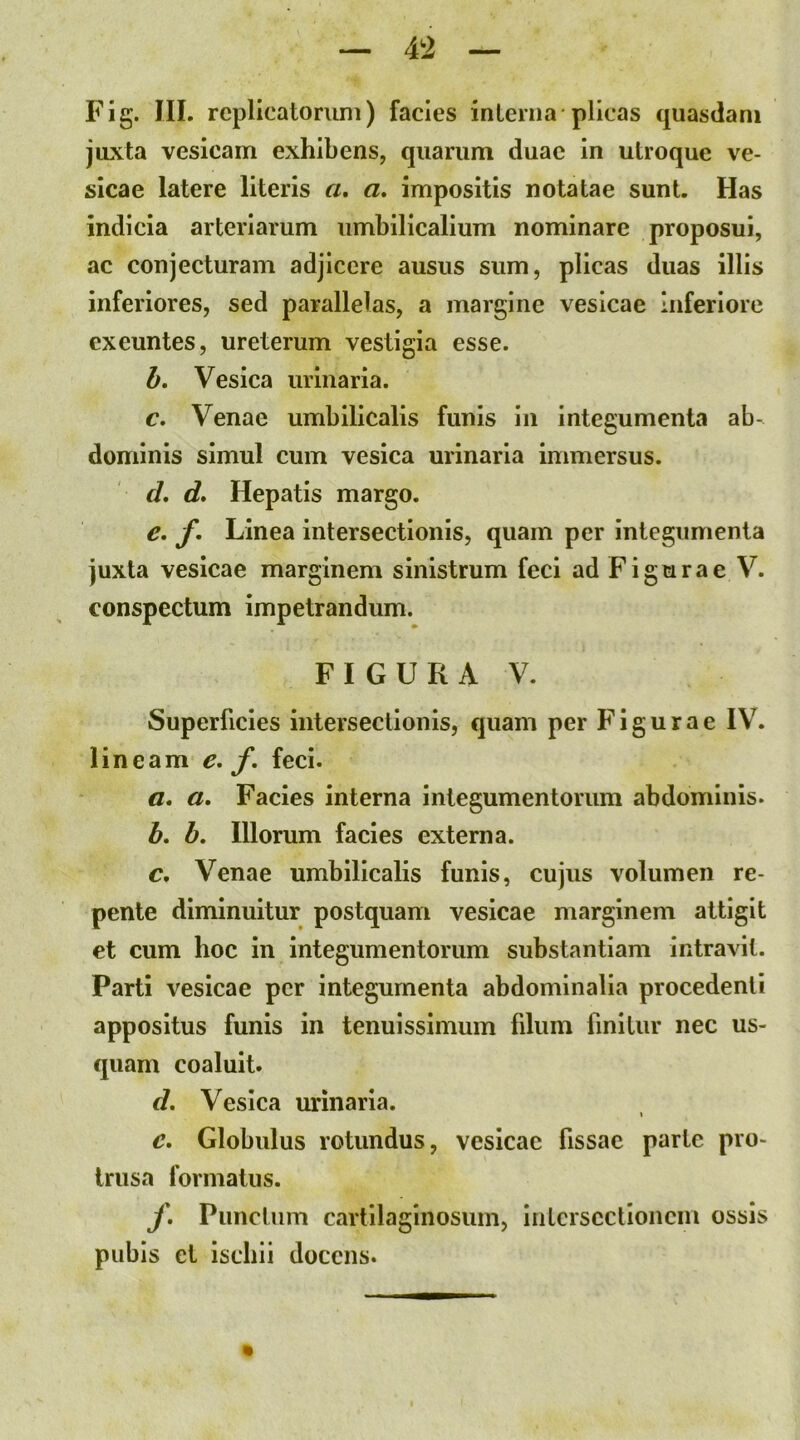 Fig. III. replicatorum) facies interna * plicas quasdam juxta vesicam exhibens, quarum duae in utroque ve- sicae latere literis a, a. impositis notatae sunt. Has indicia arteriarum umbilicalium nominare proposui, ac conjecturam adjicere ausus sum, plicas duas illis inferiores, sed parallelas, a margine vesicae Inferiore exeuntes, ureterum vestigia esse. h. Vesica urinaria. c, Venae umbilicalis funis in integumenta ab- dominis simul cum vesica urinaria immersus. d, d. Hepatis margo. e, f. Linea intersectionis, quam per integumenta juxta vesicae marginem sinistrum feci ad F i g u r a e V. conspectum impetrandum. F I G U R A V. Superficies intersectionis, quam per Figurae IV. lineam e. f. feci. a* a. Facies interna integumentorum abdominis. h, h. Illorum facies externa. c. Venae umbilicalis funis, cujus volumen re- pente diminuitur postquam vesicae marginem attigit et cum hoc in Integumentorum substantiam intravit. Parti vesicae per integumenta abdominalia procedenti appositus funis in tenuissimum filum finitur nec us- quam coaluit. d. Vesica urinaria. I c. Globulus rotundus, vesicae fissae parte pro- trusa formatus. j\ Punctum cartilaginosum, Intersectionem ossis pubis el ischii docens.