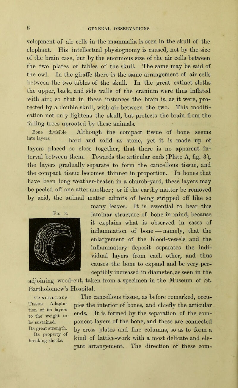velopment of air cells in the mammalia is seen in the skull of the elephant. His intellectual physiognomy is caused, not by the size of the brain case, but by the enormous size of the air cells between the two plates or tables of the skull. The same may be said of the owl. In the giraffe there is the same arrangement of air cells between the two tables of the skull. In the great extinct sloths the upper, back, and side walls of the cranium were thus inflated with air; so that in these instances the brain is, as it were, pro- tected by a double skull, with air between the two. This modifi- cation not only lightens the skull, but protects the brain from the falling trees uprooted by these animals. Bone divisible Although the compact tissue of bone seems into layers. hard and solid as stone, yet it is made up of layers placed so close together, that there is no apparent in- terval between them. Towards the articular ends (Plate A, fig. 3), the layers gradually separate to form the cancellous tissue, and the compact tissue becomes thinner in proportion. In bones that have been long weather-beaten in a church-yard, these layers may be peeled off one after another; or if the earthy matter be removed by acid, the animal matter admits of being stripped off like so many leaves. It is essential to bear this laminar structure of bone in mind, because it explains what is observed in cases of inflammation of bone — namely, that the enlargement of the blood-vessels and the inflammatory deposit separates the indi- vidual layers from each other, and thus causes the bone to expand and be very per- ceptibly increased in diameter, as seen in the adjoining wood-cut, taken from a specimen in the Museum of St. Bartholomew’s Hospital. CANCEI.I.OIIS The cancellous tissue, as before remarked, occu- Tisstjb. Adapta- p^gg .^.pg interior of bones, and chiefly the articular ends. It is formed by the separation of the com- ponent layers of the bone, and these are connected by cross plates and fine columns, so as to form a kind of lattice-work with a most delicate and ele- PlG. 3. tion of its layers to the' weight to be sustained. Its great strength. Its property of breaking shocks. gant arrangement. The direction of these com-