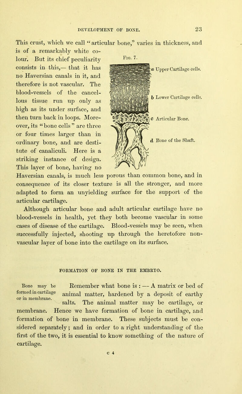 This crust, which we call “ articular bone,” varies in thickness, and is of a remarkably white co- lour. But its chief peculiarity consists in this,— that it has no Haversian canals in it, and therefore is not vascular. The blood-vessels of the cancel- lous tissue run up only as high as its under surface, and then turn back in loops. More- over, its “bone cells ” are three or four times larger than in ordinary bone, and are desti- tute of canaliculi. Here is a striking instance of design. This layer of bone, having no Haversian canals, is much less porous than common bone, and in consequence of its closer texture is all the stronger, and more adapted to form an unyielding surface for the support of the articular cartilage. Although articular bone and adult articular cartilage have no blood-vessels in health, yet they both become vascular in some cases of disease of the cartilage. Blood-vessels may be seen, when successfully injected, shooting up through the heretofore non- vascular layer of bone into the cartilage on its surface. FOEMATION OF BONE IN THE EMBRYO. Bone may be Eemember what bone is : — A matrix or bed of formed in cartilage animal matter, hardened by a deposit of earthy or in membrane. i mi • i salts. The animal matter may be cartilage, or membrane. Hence we have formation of bone in cartilage, and formation of bone in membrane. These subjects must be con- sidered separately; and in order to aright understanding of the first of the two, it is essential to know something of the nature of cartilage. Fig. 7. \oj Upper Cartilage cells. b Lower Cartilage ceUi. C Articular Bone. d Bone of the Shaft.