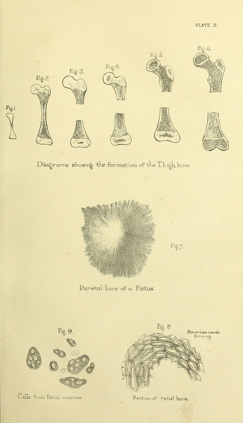 PLATE D. Parietal bone of a Foetug.