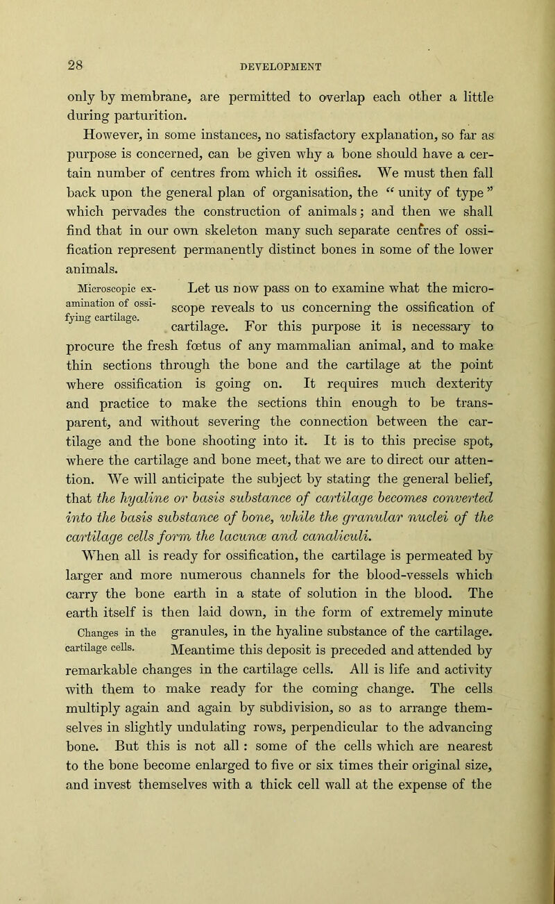 only by membrane, are permitted to overlap each other a little during parturition. However, in some instances, no satisfactory explanation, so far as purpose is concerned, can be given why a bone should have a cer- tain number of centres from which it ossifies. We must then fall back upon the general plan of organisation, the “ unity of type ” which pervades the construction of animals; and then we shall find that in our own skeleton many such separate centres of ossi- fication represent permanently distinct bones in some of the lower animals. Microscopic ex- Let US now pass on to examine what the micro- ammation of ossi- g^ope reveals to us concerning the ossification of fyiug cartilage. . . cartilage, h or this purpose it is necessary to procure the fresh foetus of any mammalian animal, and to make thin sections through the bone and the cartilage at the point where ossification is going on. It requires much dexterity and practice to make the sections thin enough to be trans- parent, and without severing the connection between the car- tilage and the bone shooting into it. It is to this precise spot, where the cartilage and bone meet, that we are to direct our atten- tion. We will anticipate the subject by stating the general belief, that the hyaline or basis substance of cartilage becomes converted into the basis substance of bone, while the granular nuclei of the cartilage cells form the lacuncB and canaliculi. When all is ready for ossification, the cartilage is permeated by larger and more numerous channels for the blood-vessels which carry the bone earth in a state of solution in the blood. The earth itself is then laid down, in the form of extremely minute Changes in the granules, in the hyaline substance of the cartilage, cartilage cells. Meantime this deposit is preceded and attended by remarkable changes in the cartilage cells. All is life and activity with them to make ready for the coming change. The cells multiply again and again by subdivision, so as to arrange them- selves in slightly undulating rows, perpendicular to the advancing bone. But this is not all: some of the cells which are nearest to the bone become enlarged to five or six times their original size, and invest themselves with a thick cell wall at the expense of the