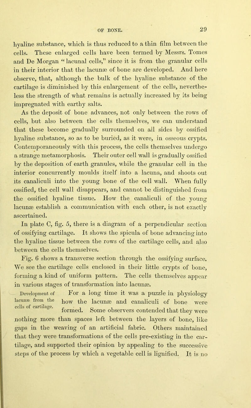 hyaline substance, which is thus reduced to a thin film between the cells. These enlarged cells have been termed by Messrs. Tomes and De Morgan “ lacunal cells,” since it is from the granular cells in their interior that the lacunae of bone are developed. And here observe, that, although the bulk of the hyaline substance of the cartilage is diminished by this enlargement of the cells, neverthe- less the strength of what remains is actually increased by Its being impregnated with earthy salts. As the deposit of bone advances, not only between the rows of cells, but also between the cells themselves, we can understand that these become gradually surrounded on ail sides by ossified hyaline substance, so as to be buried, as it were, in osseous crypts. Contemporaneously with this process, the cells themselves undergo a strange metamorphosis. Their outer cell wall is gradually ossified by the deposition of earth granules, while the granular cell in the interior concurrently moidds itself into a lacuna, and shoots out its canaliculi into the young bone of the cell wall. When fully ossified, the cell wall disappears, and cannot be distinguished from the ossified hyaline tissue. How the canaliculi of the young lacunae establish a communication with each other, is not exactly ascertained. In plate C, fig. 5, there is a diagram of a perpendicular section of ossifying cartilage. It shows the spicula of bone advancing into the hyaline tissue between the rows of the cartilage cells, and also between the cells themselves. Fig. 6 shows a transverse section through the ossifying surface. We see the cartilage cells enclosed in their little crypts of bone, forming a kind of uniform pattern. The cells themselves appear in various stages of transformation into lacunae. Development of For a long time it was a puzzle in physiology lacuuEe from the lacunae and canaliculi of bone were “ ’ formed. Some observers contended that they were nothing more than spaces left between the layers of bone, like gaps in the weaving of an artificial fabric. Others maintained that they were transformations of the cells pre-existing in the car- tilage, and supported their opinion by appealing to the successive steps of the process by which a vegetable cell is lignified. It is no