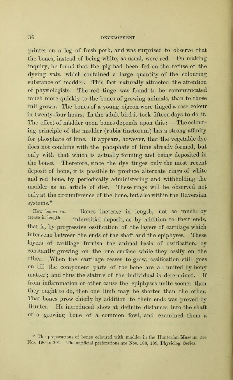 printer on a leg of fresh pork, and was surprised to observe that the hones, instead of being white, as usual, were red. On making inquiry, he found that the pig had been fed on the refuse of the dyeing vats, which contained a large quantity of the colouring substance of madder. This fact naturally attracted the attention of physiologists. The red tinge was found to be communicated much more quickly to the bones of growing animals, than to those full grown. The bones of a young pigeon were tinged a rose colour in twenty-four hours. In the adult bird it took fifteen days to do it. The effect of madder upon bones depends upon this: ■— The colour- ing principle of the madder (rubia tinctorum) has a strong affinity for phosphate of lime. It appears, however, that the vegetable dye does not combine with the phosphate of lime already formed, but only with that which is actually forming and being deposited in the hones. Therefore, since the dye tinges only the most recent deposit of bone, it is possible to produce alternate rings of white and red bone, by periodically administering and withholding the madder as an article of diet. These rings will be observed not only at the circumference of the hone, but also within the Haversian systems.* How bones in- Bones increase in length, not so much= by crease m length. interstitial deposit, as by addition to their ends, that is, by progressive ossification of the layers of cartilage which intervene between the ends of the shaft and the epiphyses. These layers of cartilage furnish the animal basis of ossification, by constantly growing on the one surface while they ossify on the other. When the cartilage ceases to grow, ossification still goes on till the component parts of the bone are all united by bony matter; and thus the stature of the individual is determined. If from inflammation or other cause the epiphyses unite sooner than they ought to do, then one limb may be shorter than the other. That bones grow chiefly by addition to their ends was proved by Hunter. He introduced shots at definite distances into the shaft of a growing bone of a common fowl, and examined them a The prej^ai’atioiis of bones coloured %\itli madder in the Hunterian Mu.seum are Nos. 190 to 201. The artificial perforations are Nos. 188, 189, Physiolog. Serie.s.